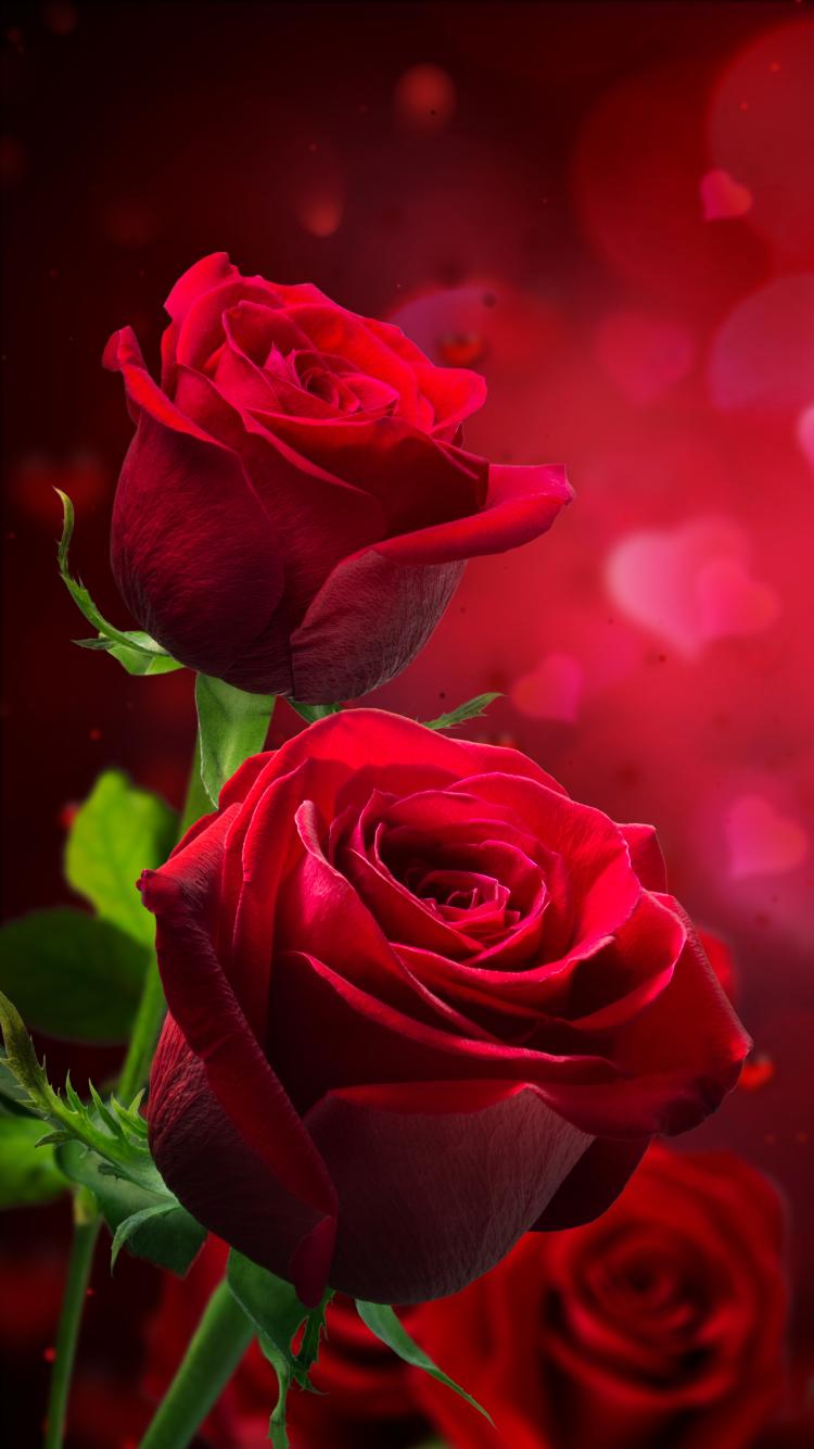 Beautiful Rose Hd Wallpapers