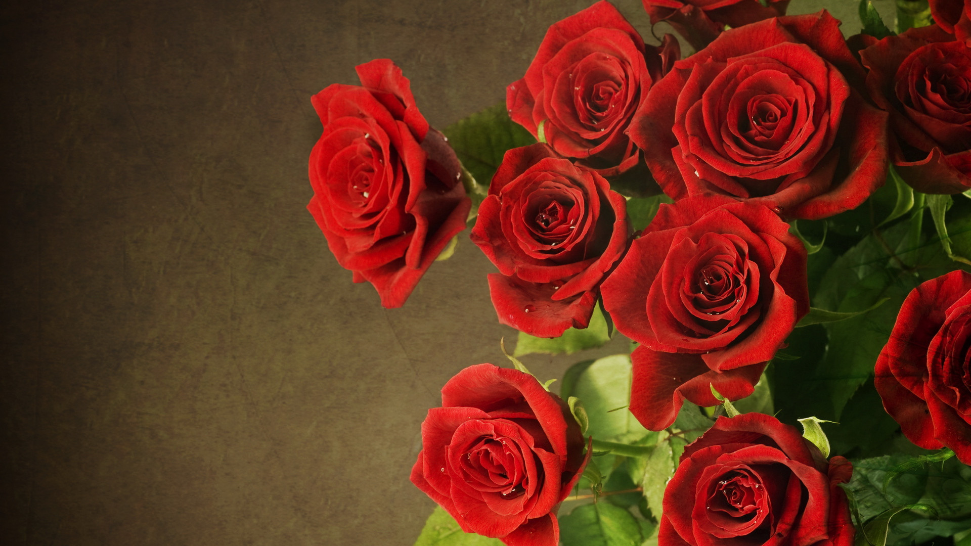 Beautiful Rose Hd Wallpapers Wallpapers