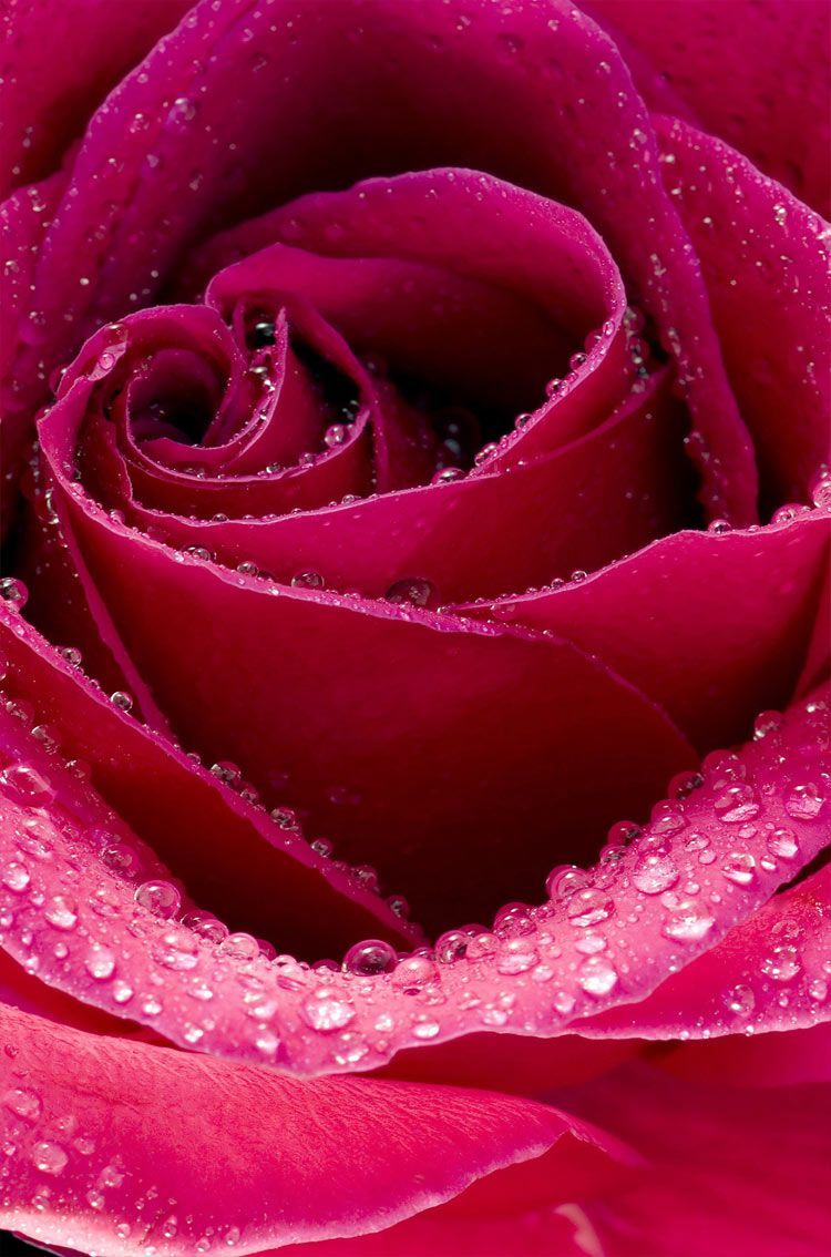 Beautiful Rose Hd Wallpapers Wallpapers