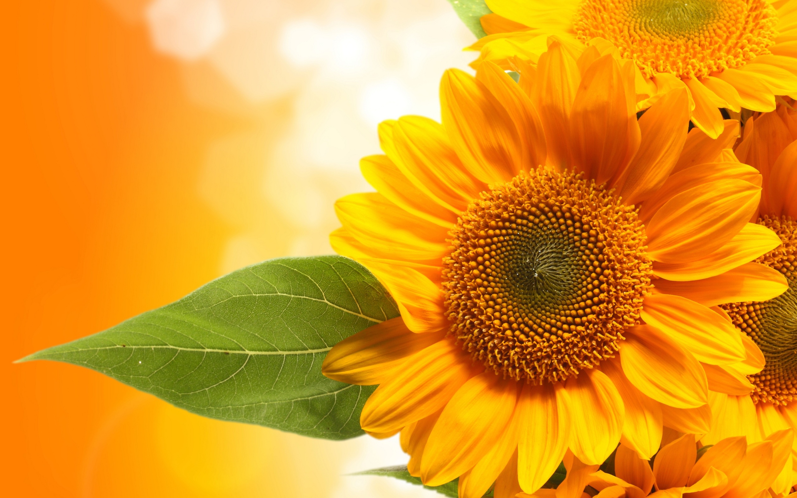 Beautiful Roses And Sunflower Wallpapers