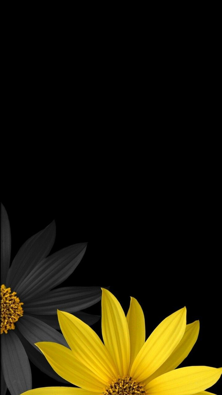 Beautiful Roses And Sunflower Wallpapers