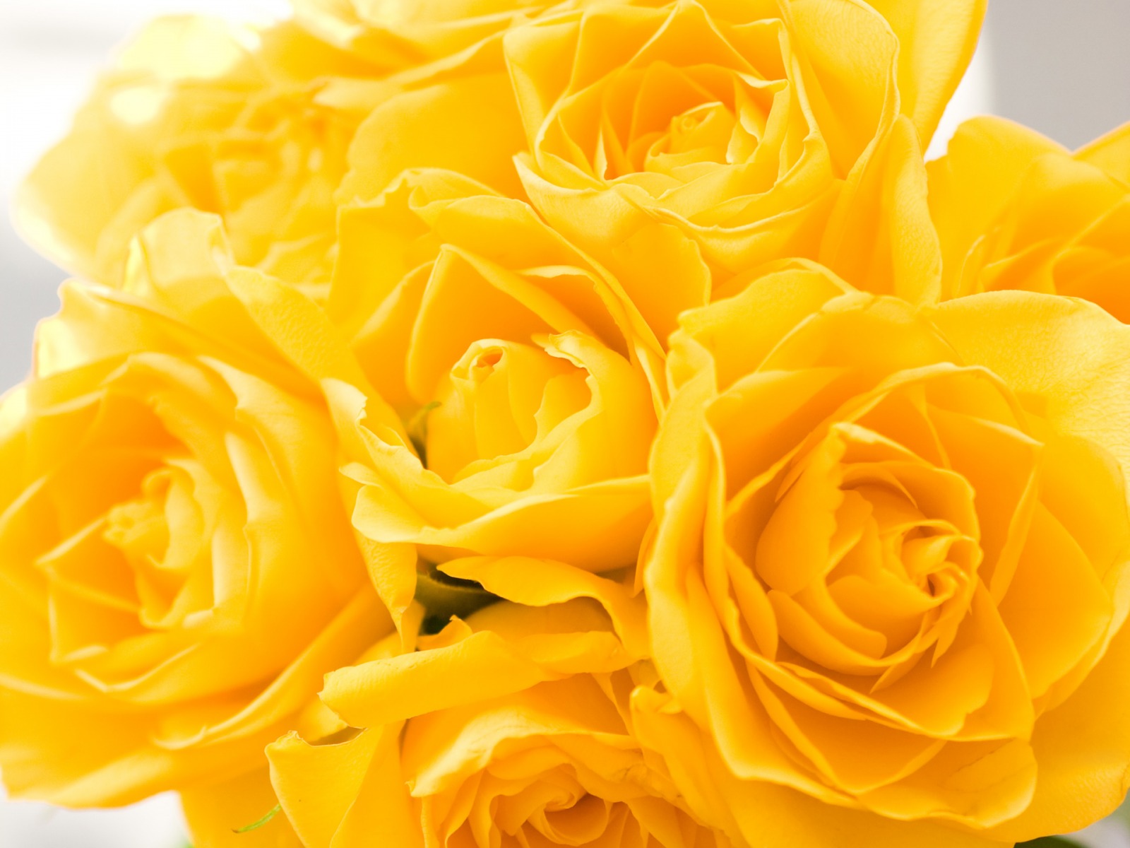 Beautiful Roses And Sunflower Wallpapers