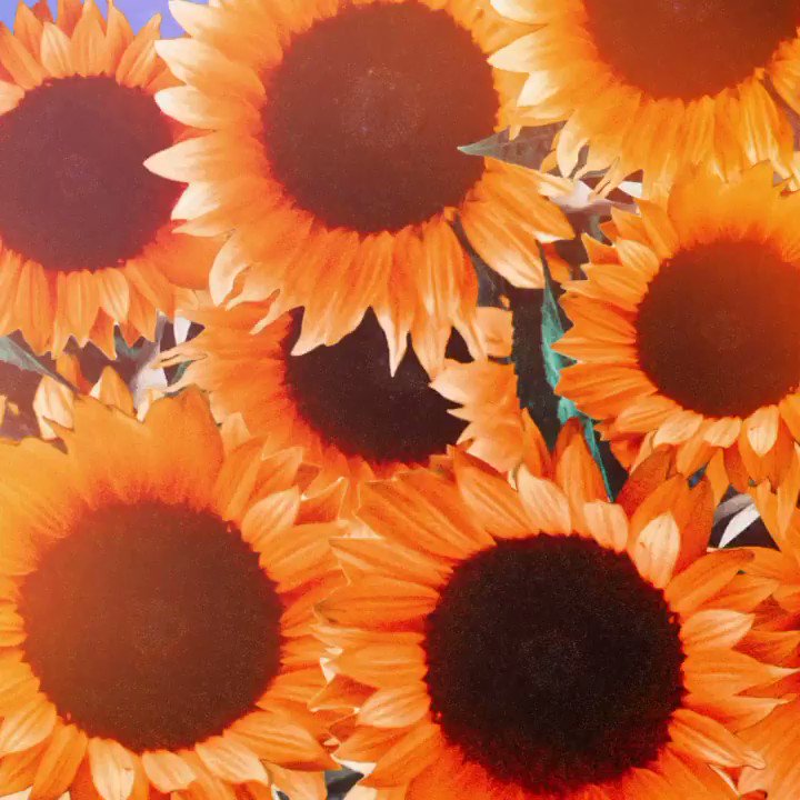 Beautiful Roses And Sunflower Wallpapers