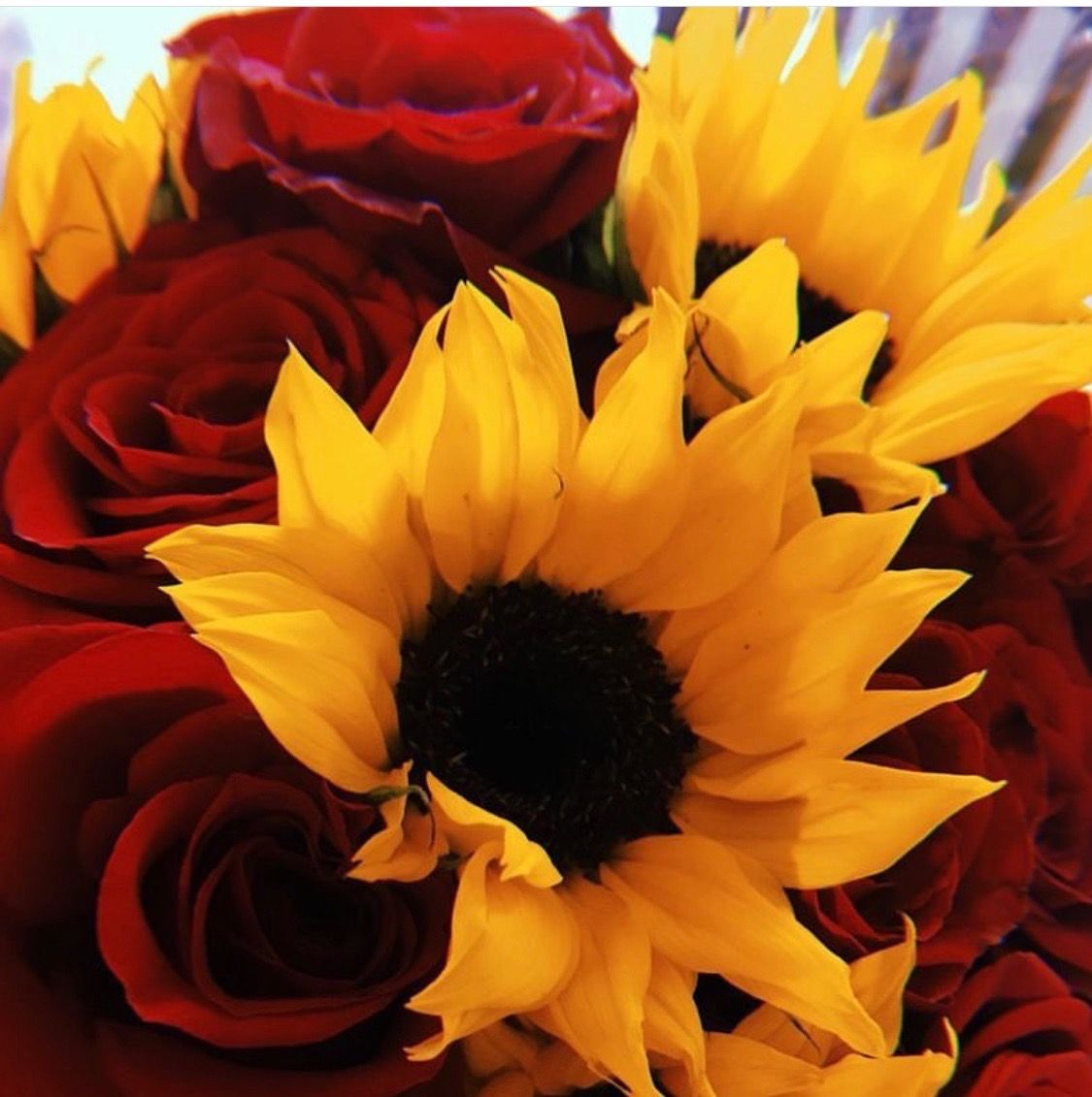 Beautiful Roses And Sunflower Wallpapers