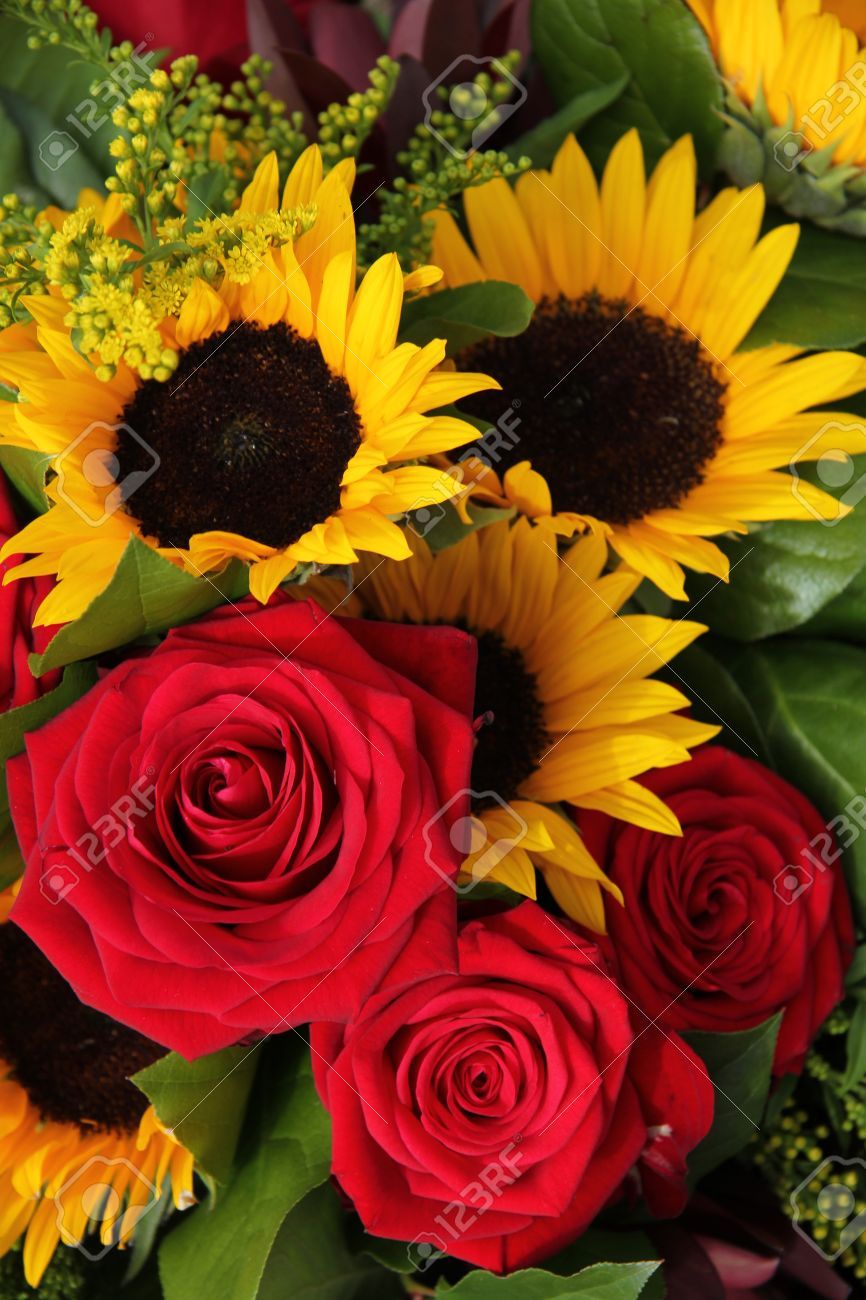 Beautiful Roses And Sunflower Wallpapers