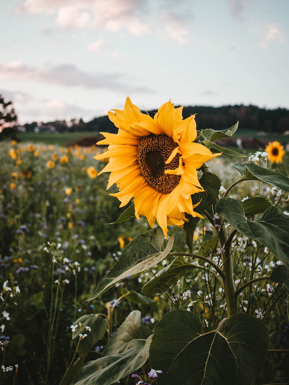 Beautiful Roses And Sunflower Wallpapers