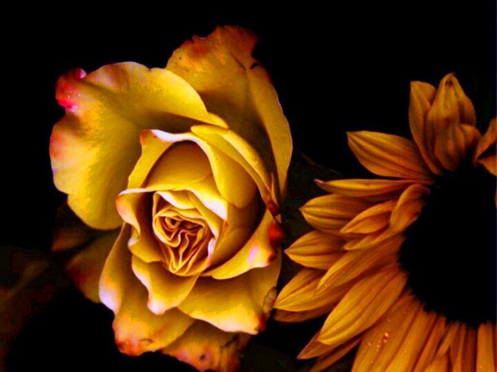 Beautiful Roses And Sunflower Wallpapers