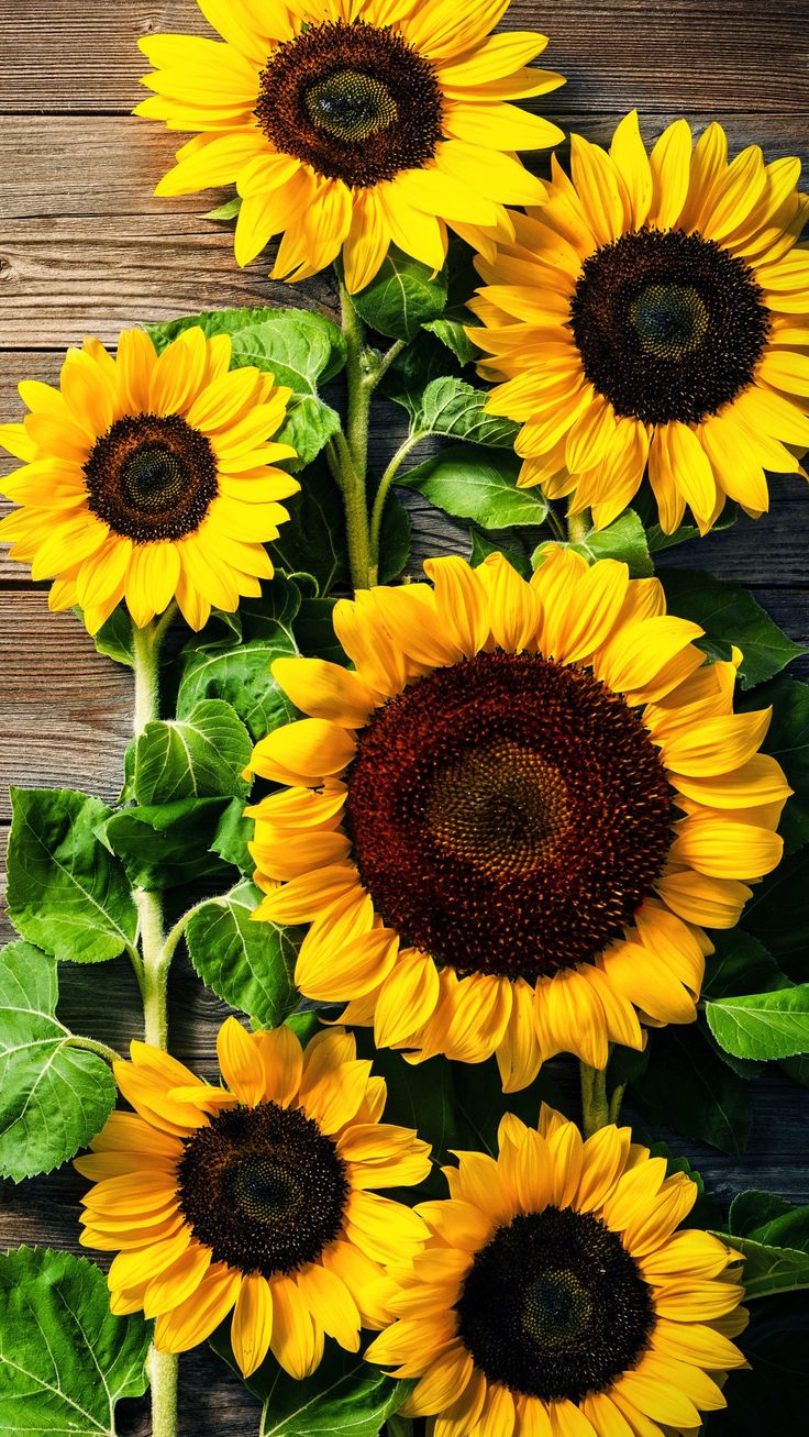 Beautiful Roses And Sunflower Wallpapers