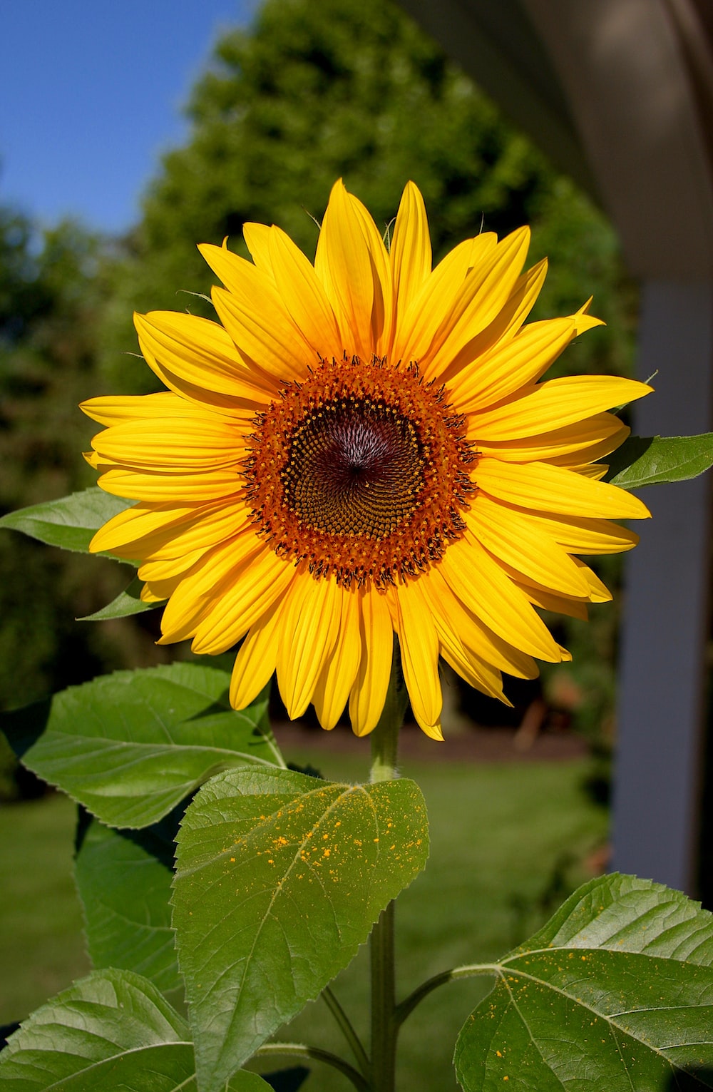 Beautiful Roses And Sunflower Wallpapers