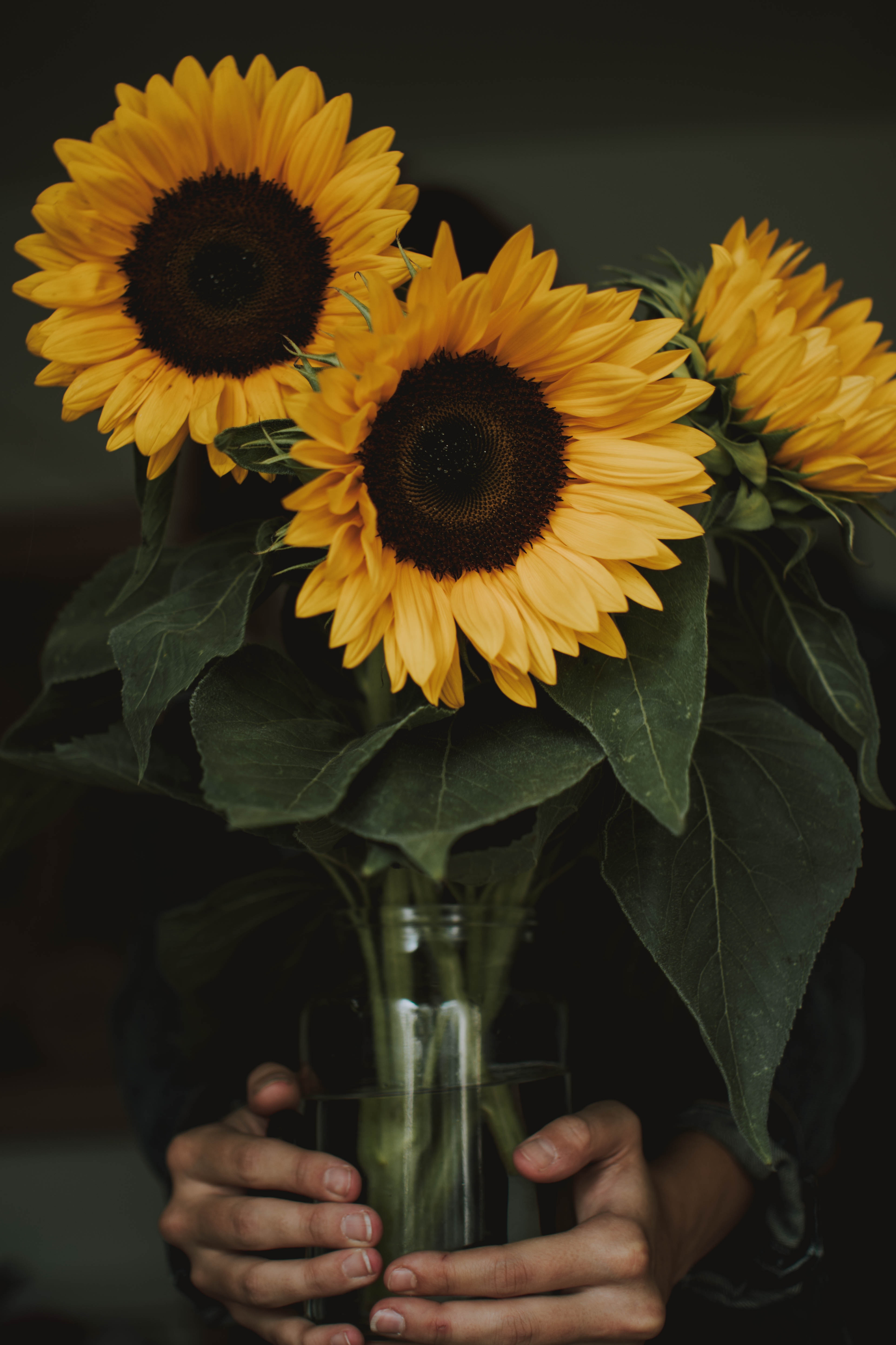 Beautiful Roses And Sunflower Wallpapers