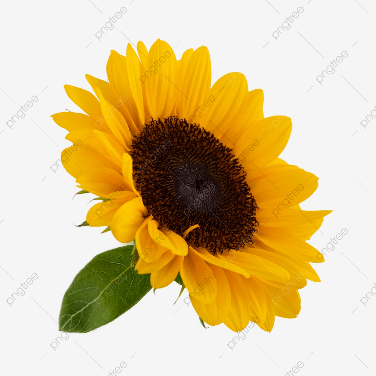 Beautiful Roses And Sunflower Wallpapers