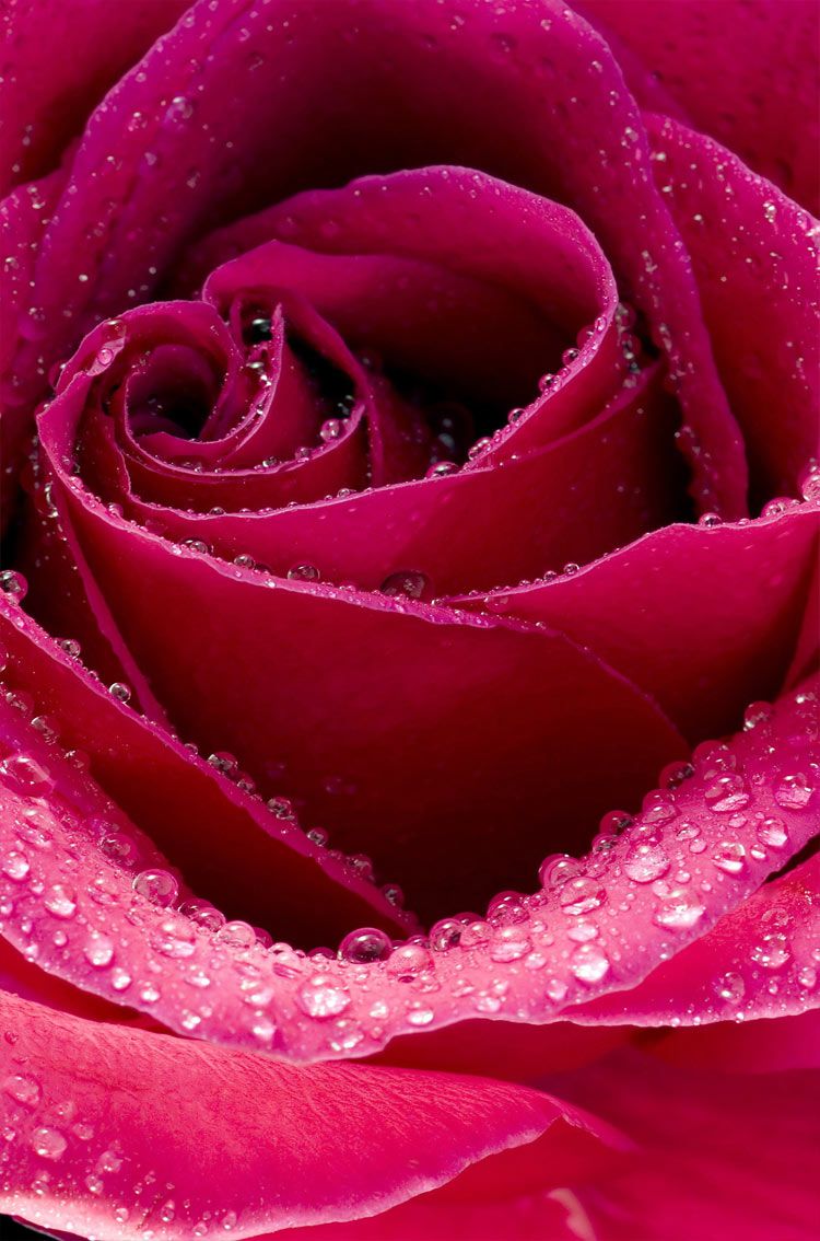 Beautiful Roses Wallpapers