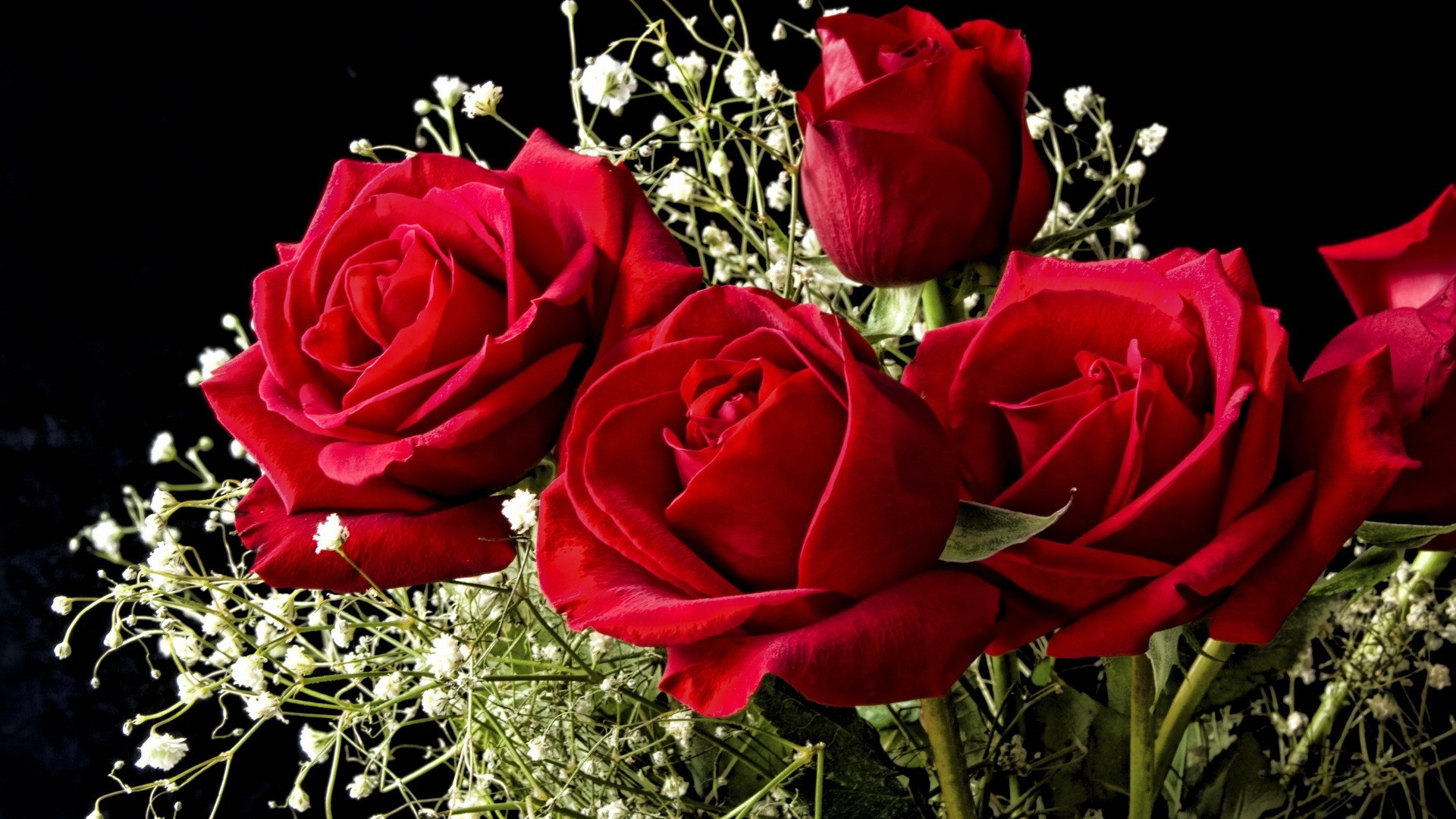 Beautiful Roses Wallpapers