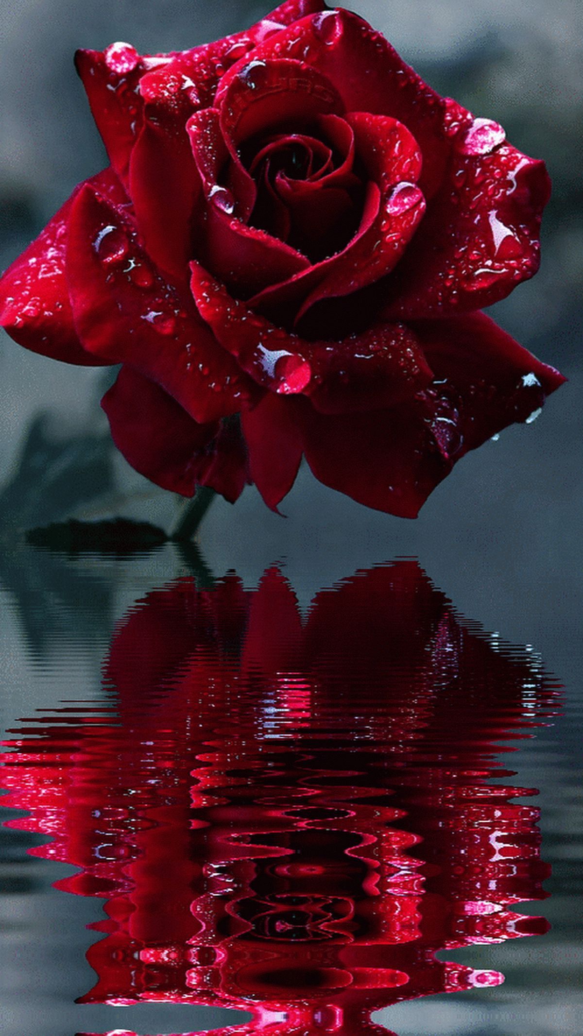 Beautiful Roses Wallpapers