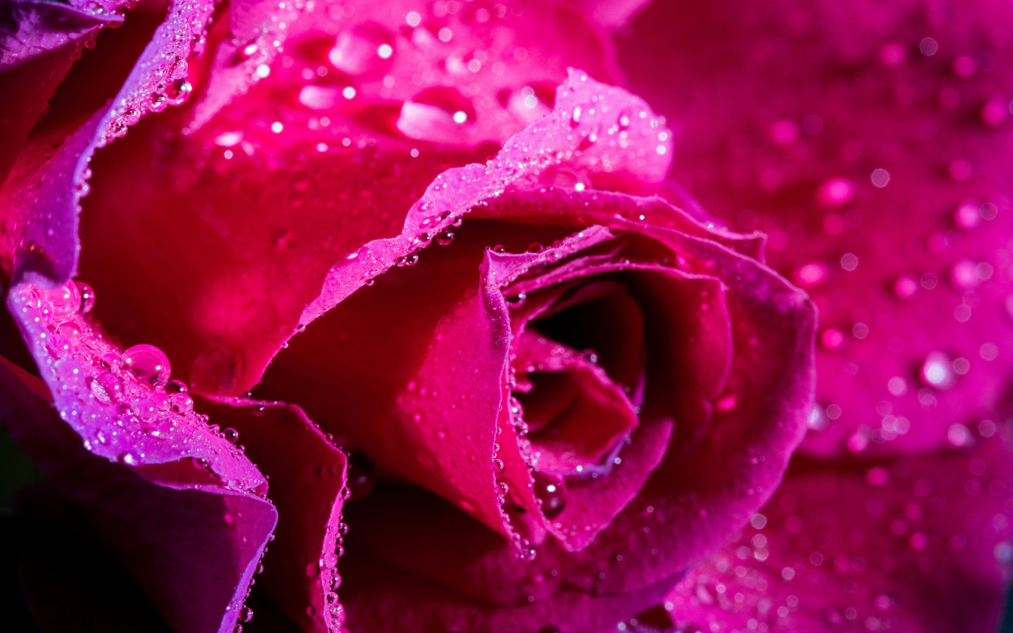 Beautiful Roses Wallpapers