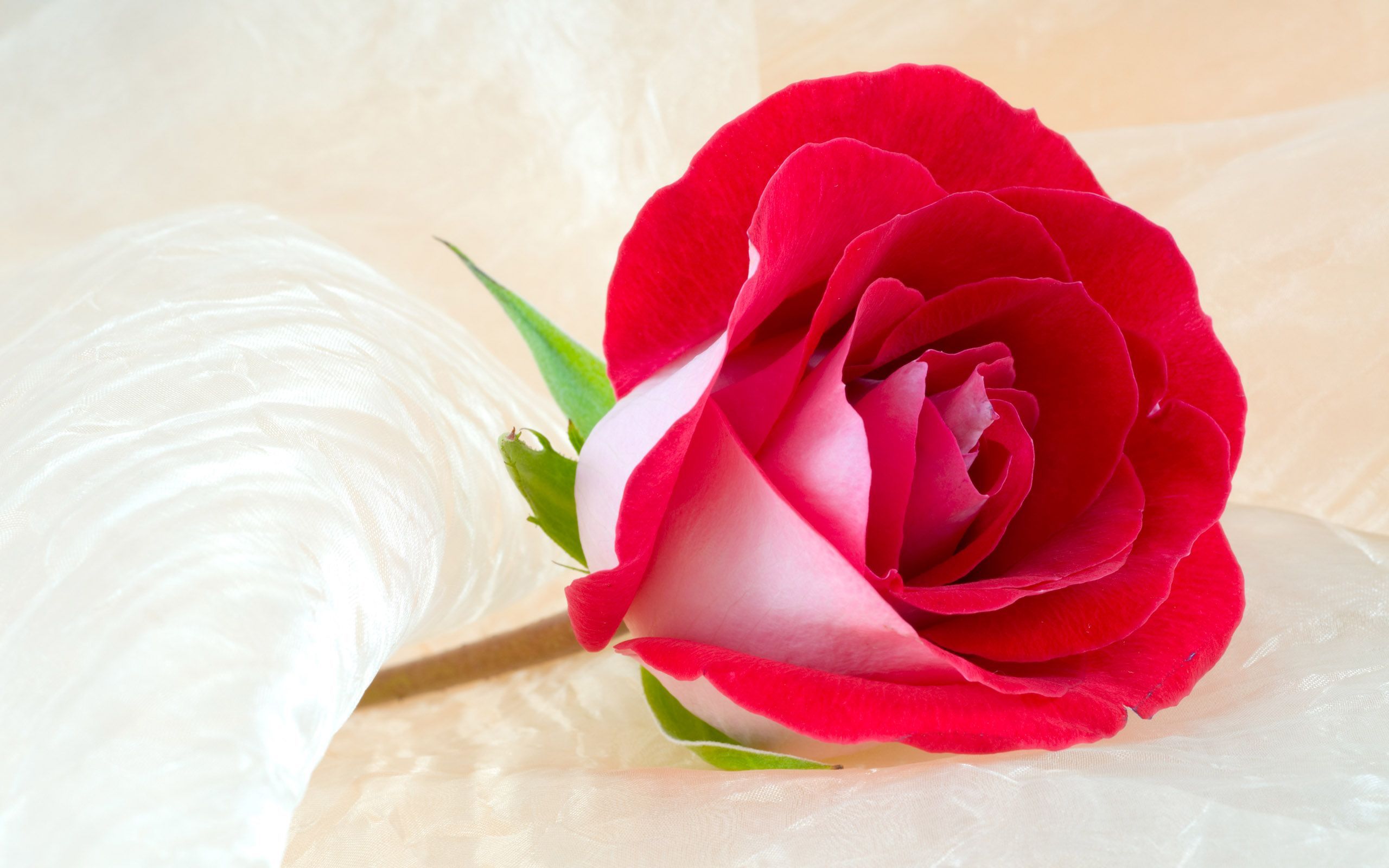 Beautiful Roses Wallpapers