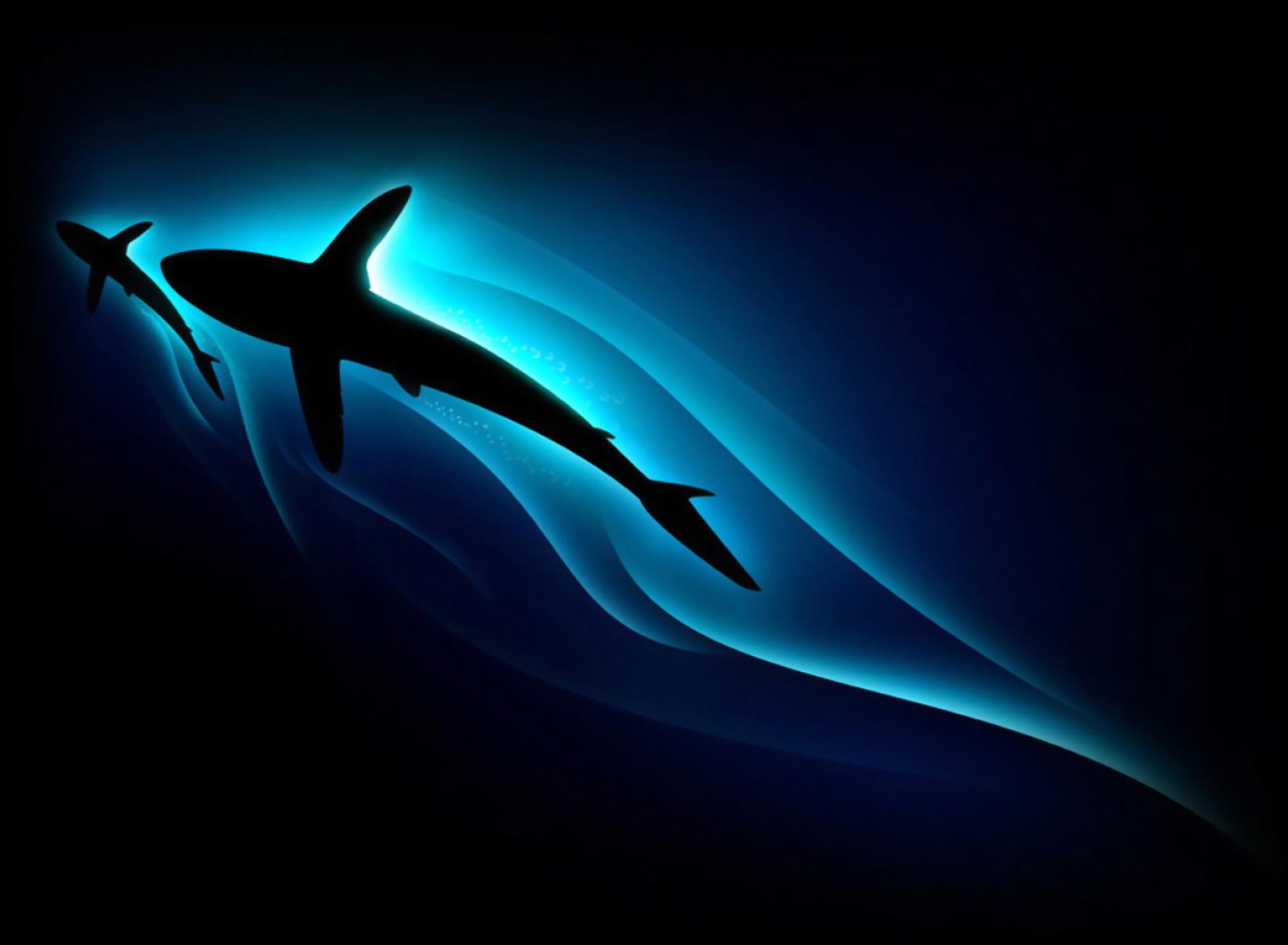 Beautiful Shark Wallpapers