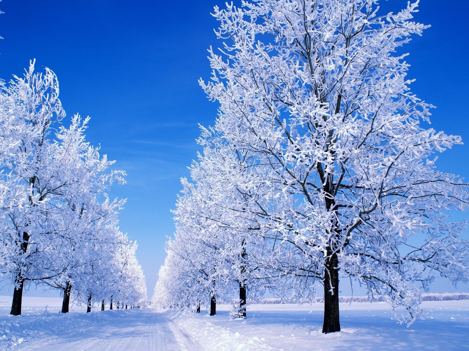 Beautiful Snow Scenes Wallpapers