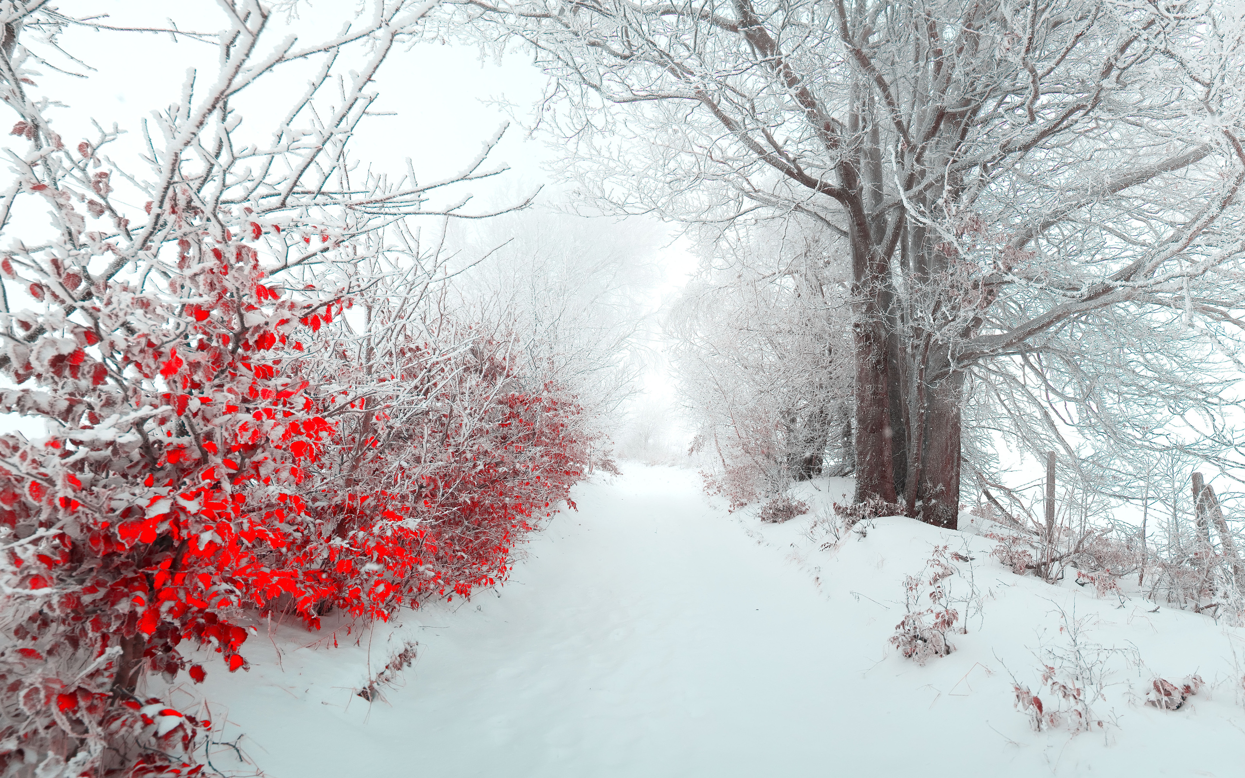 Beautiful Snow Wallpapers