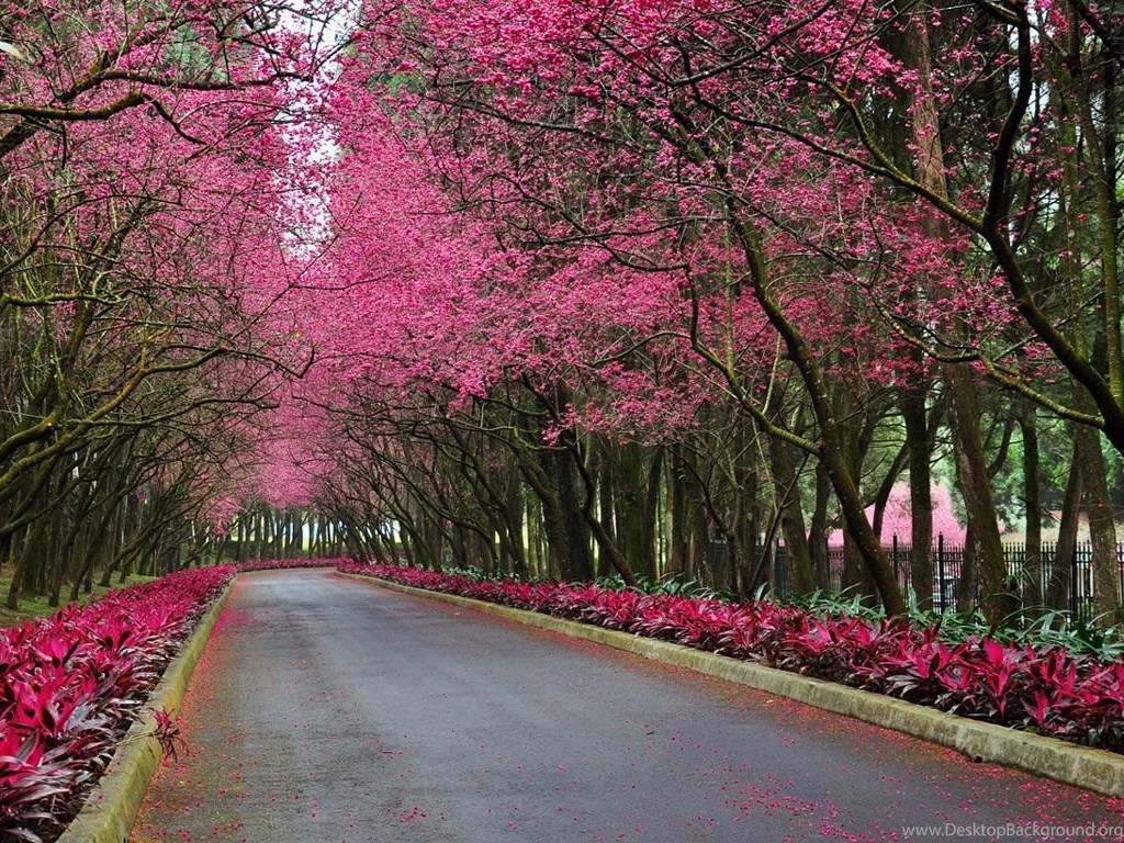 Beautiful Spring Scenery Wallpapers