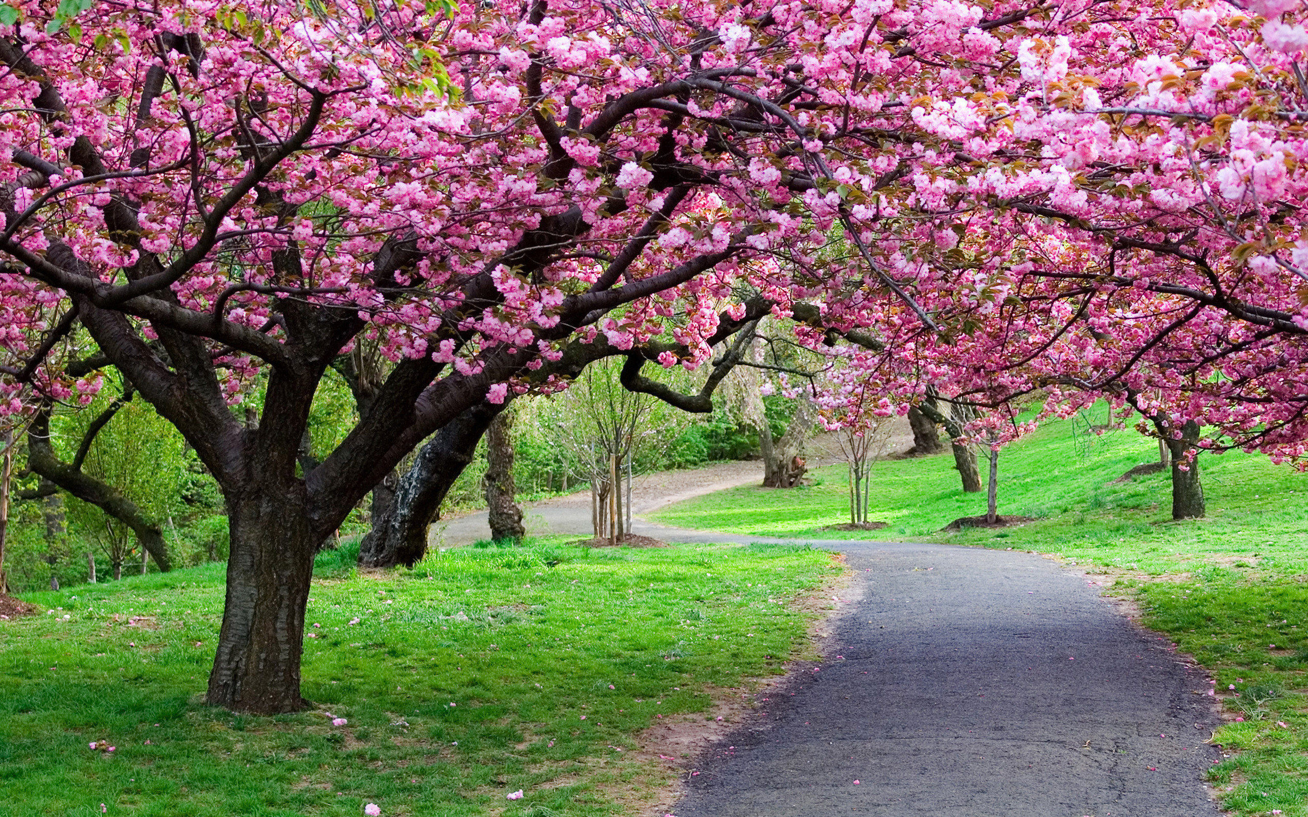 Beautiful Spring Scenery Wallpapers