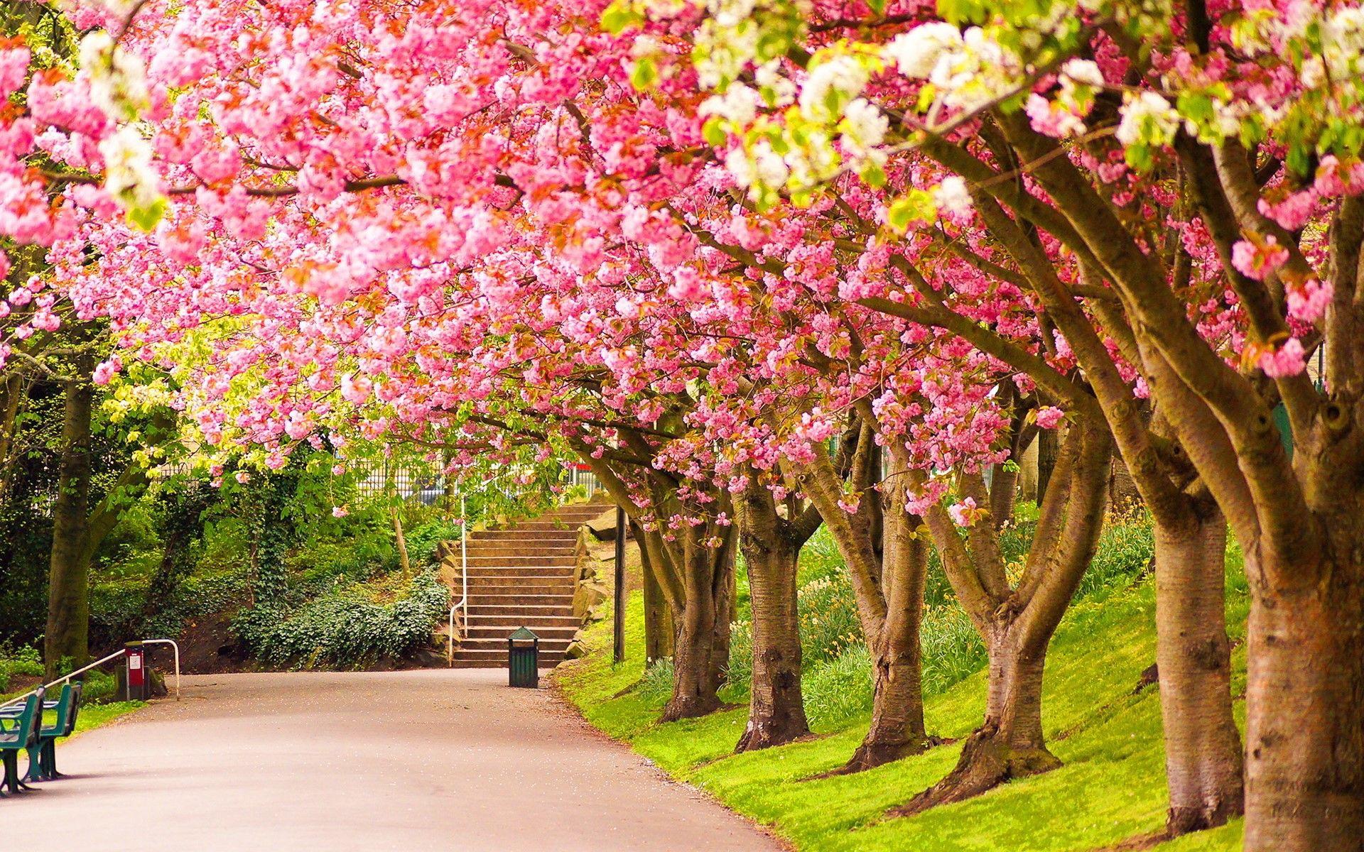 Beautiful Spring Scenery Wallpapers Wallpapers