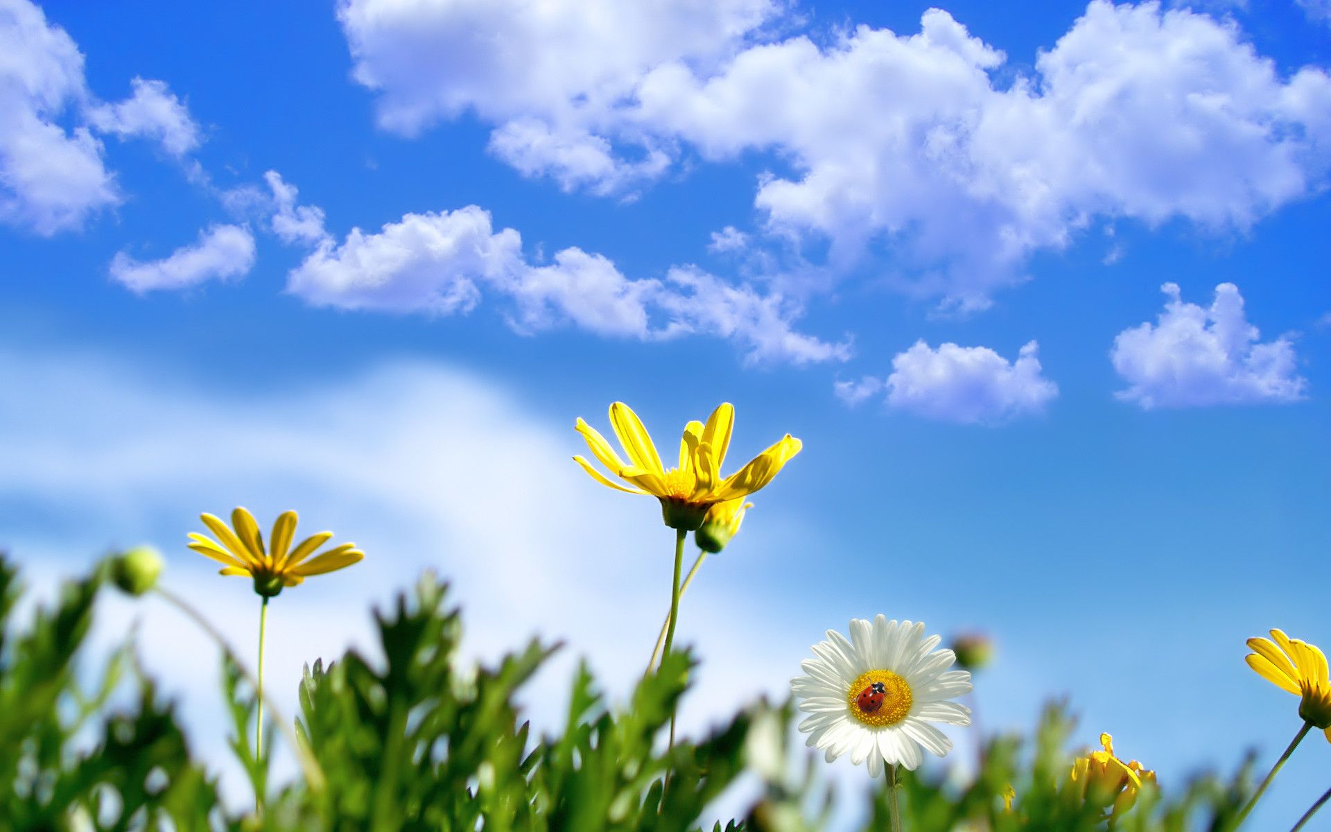 Beautiful Spring Scenery Wallpapers Wallpapers