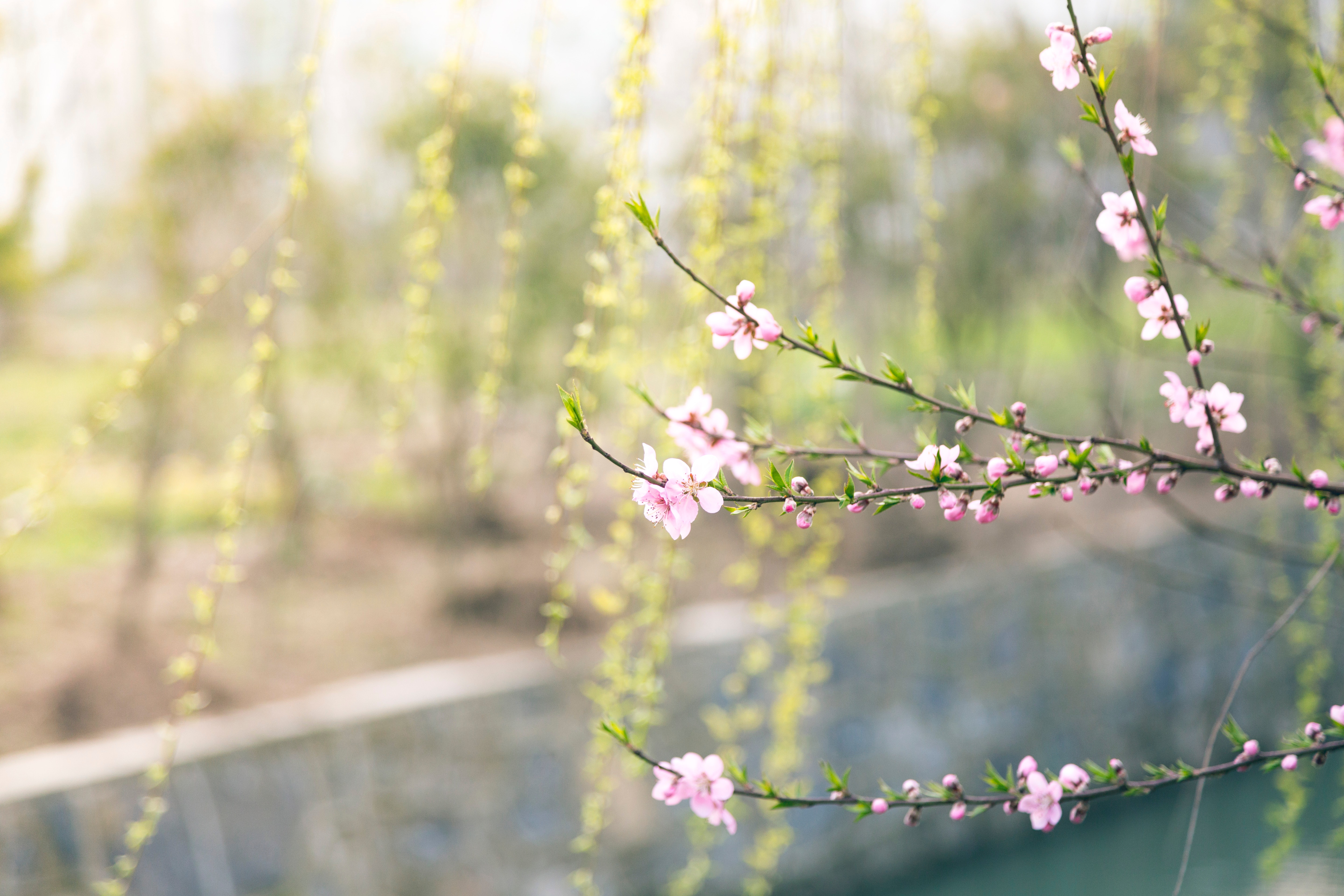 Beautiful Spring Wallpapers Wallpapers