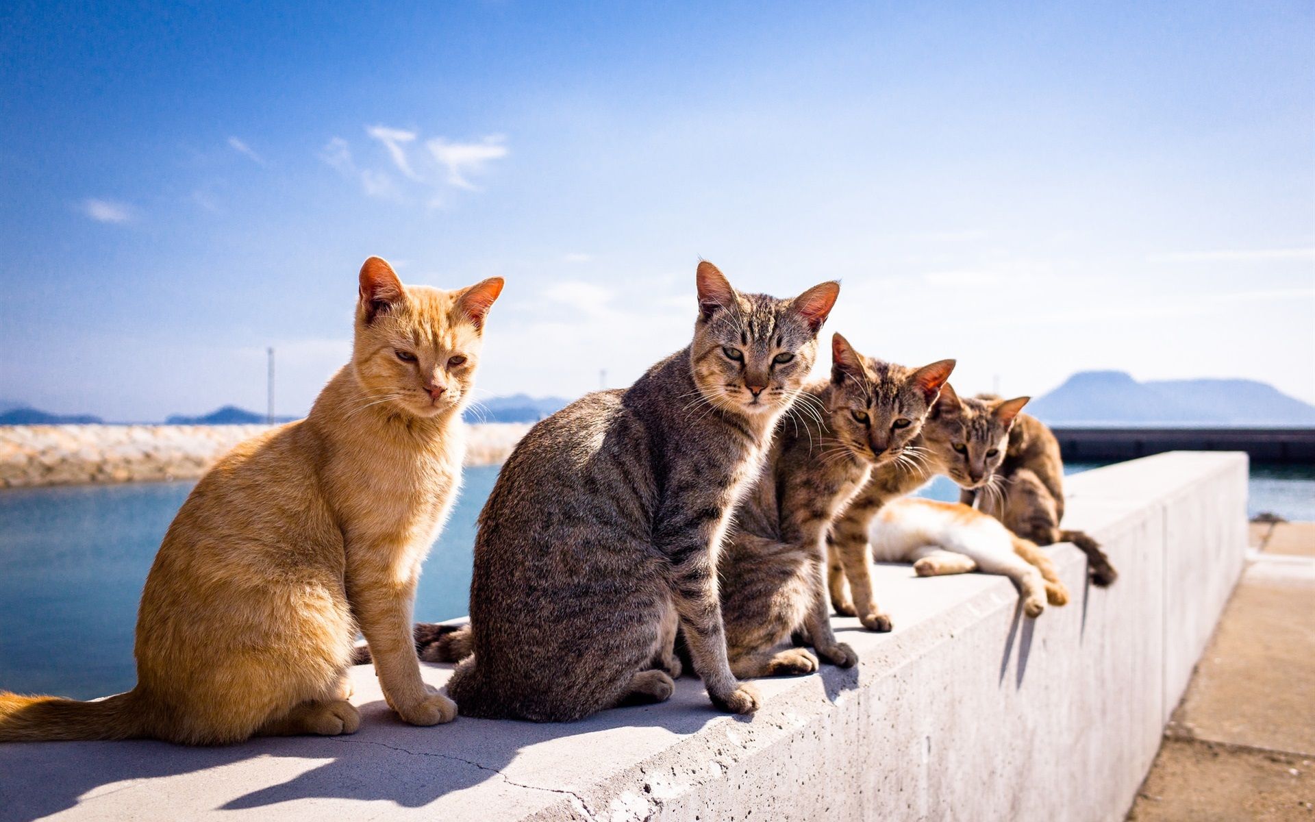 Beautiful Summer Cat Wallpapers