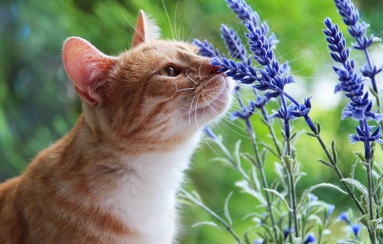 Beautiful Summer Cat Wallpapers