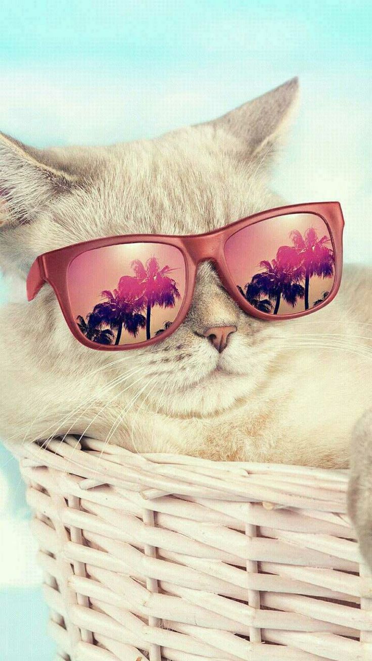 Beautiful Summer Cat Wallpapers