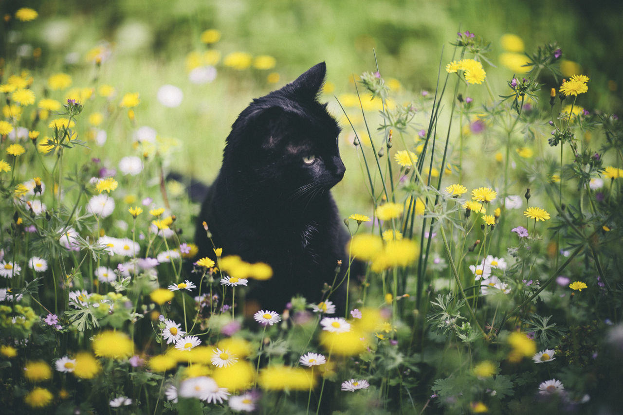 Beautiful Summer Cat Wallpapers