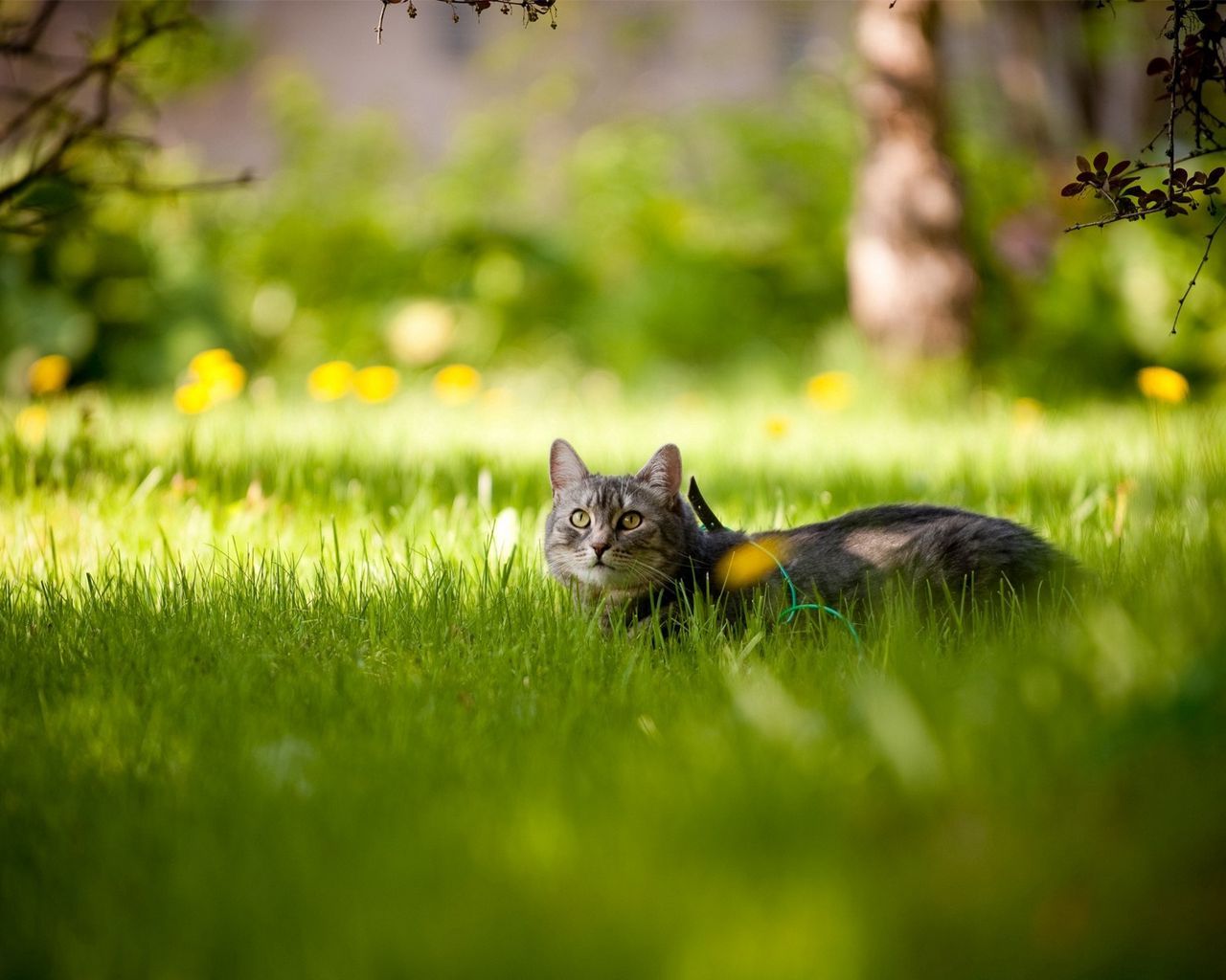 Beautiful Summer Cat Wallpapers