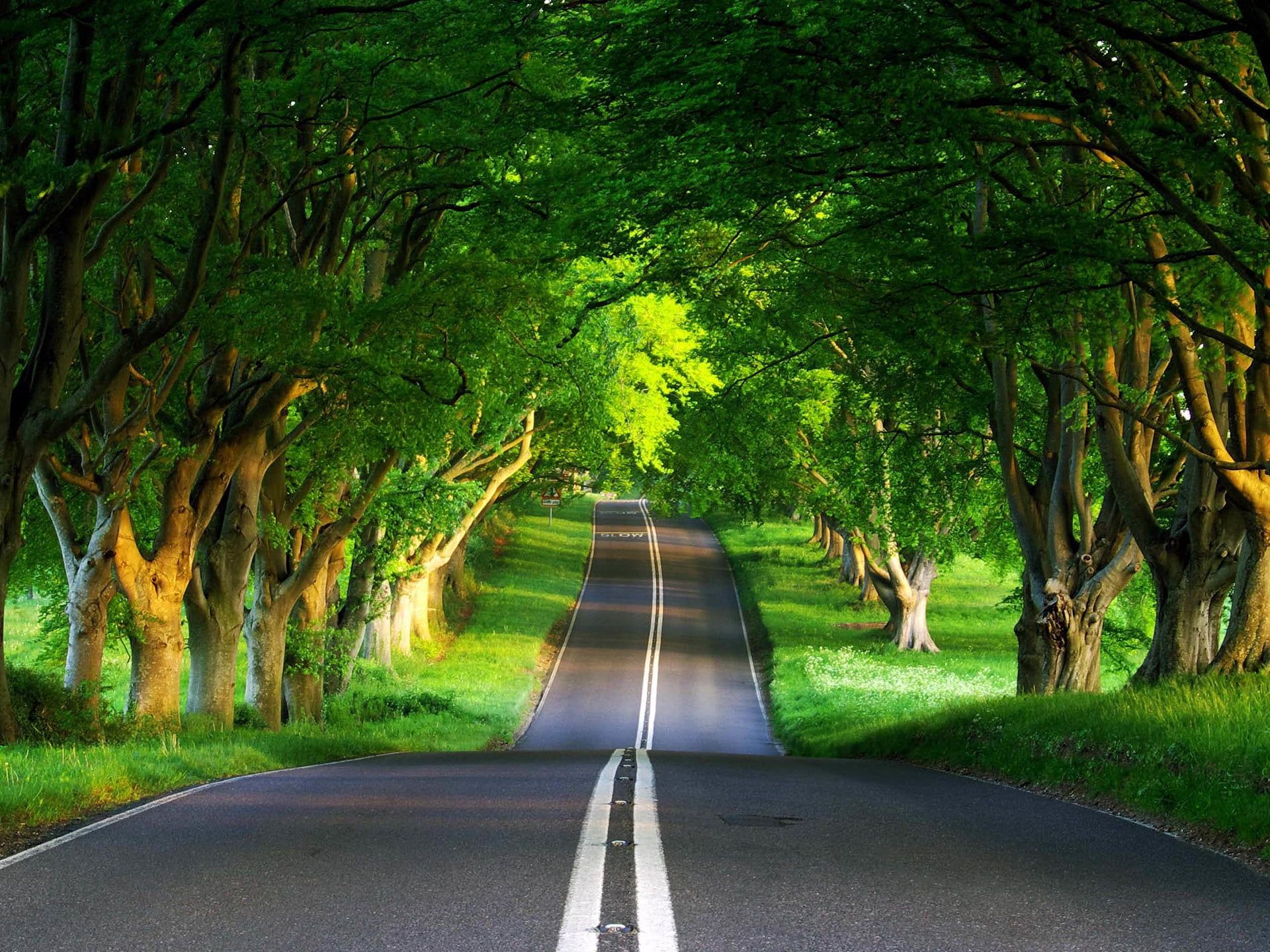 Beautiful Tree-Lined Road Wallpapers