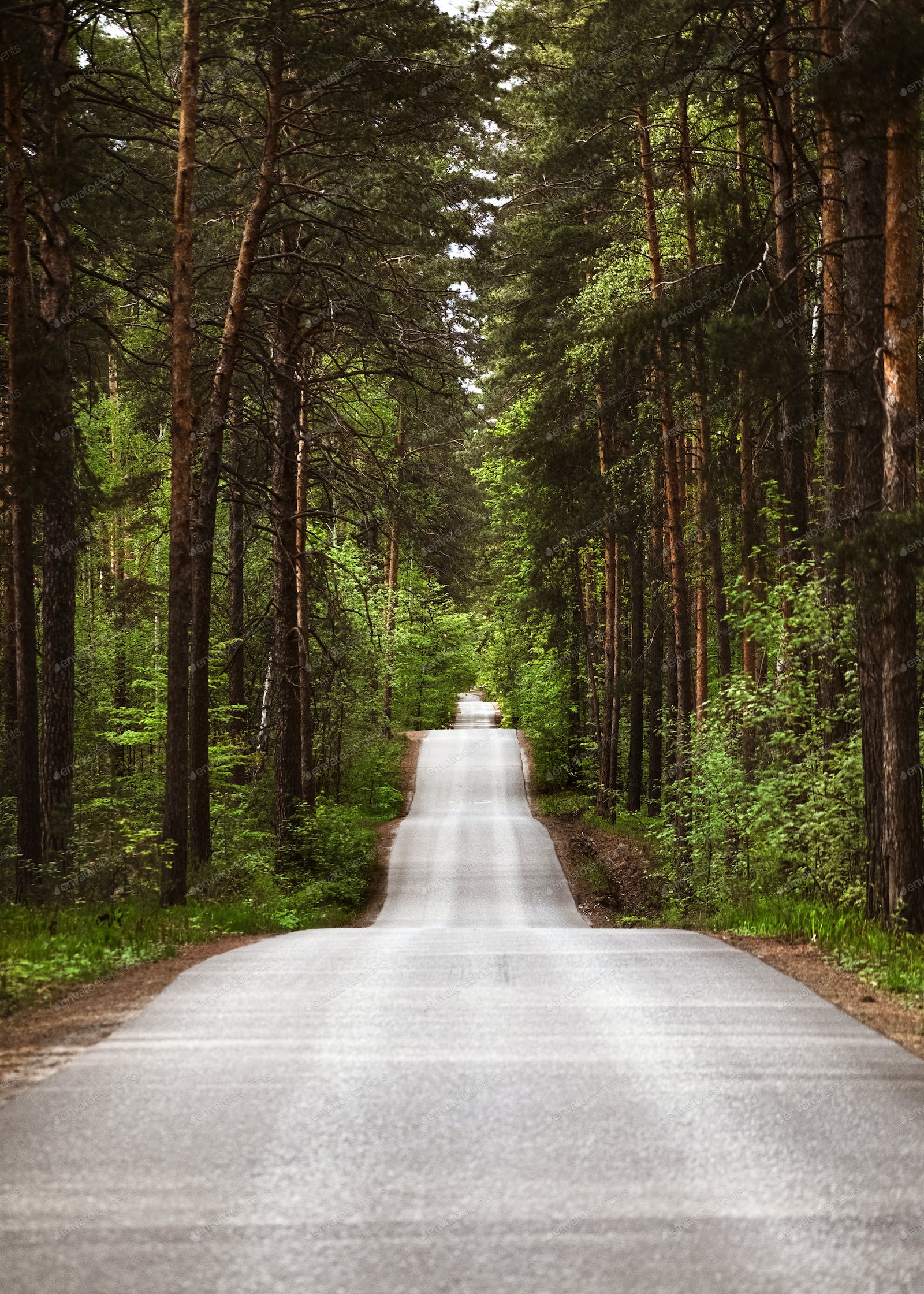 Beautiful Tree-Lined Road Wallpapers