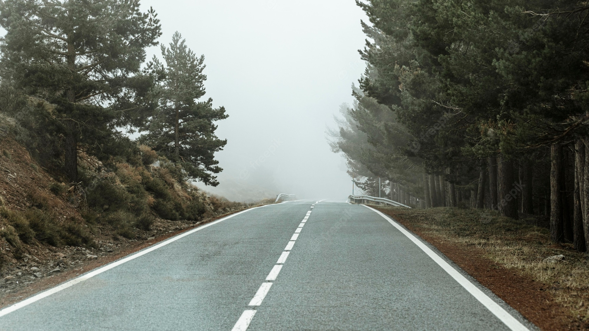 Beautiful Tree-Lined Road Wallpapers