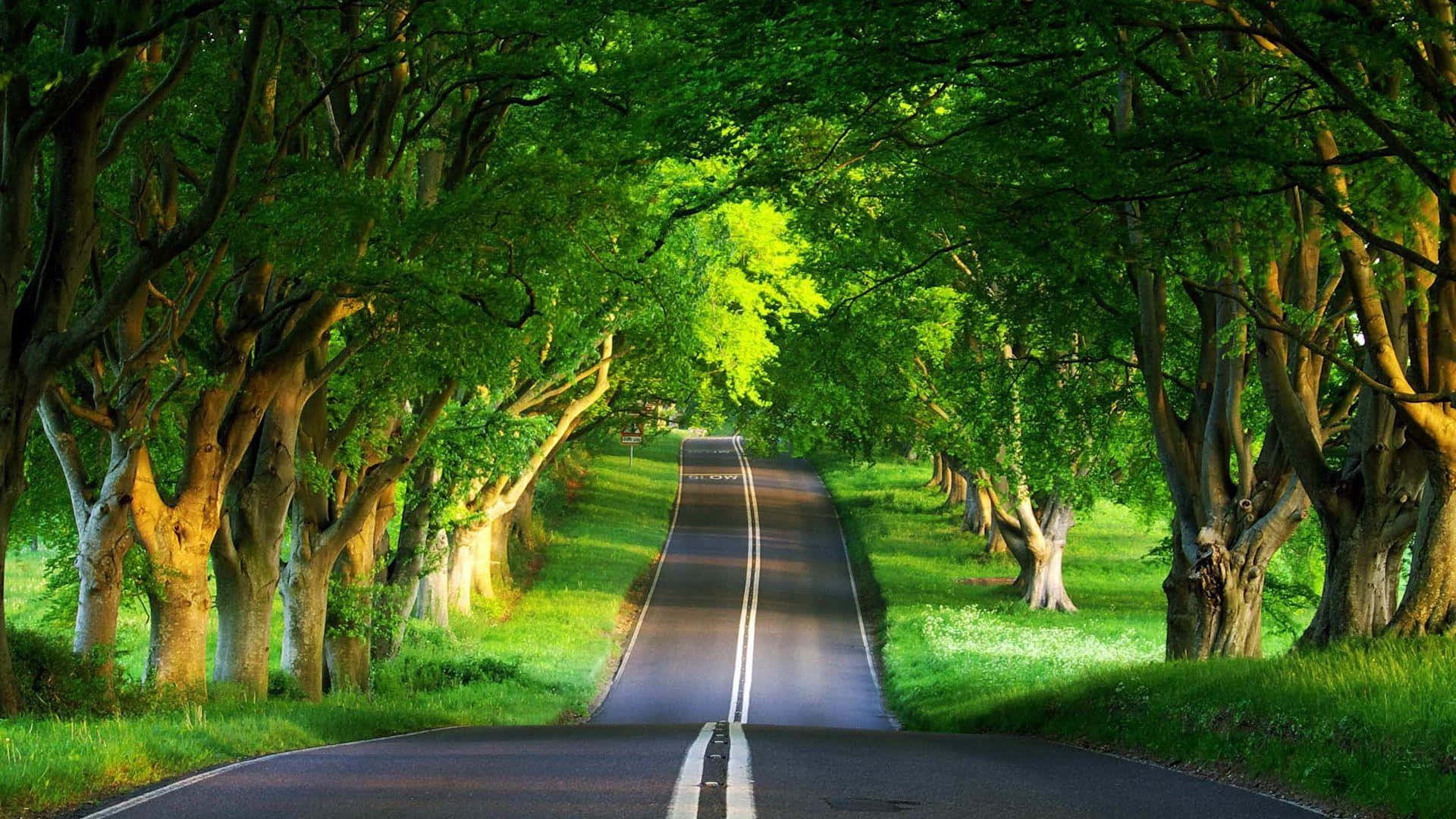 Beautiful Tree-Lined Road Wallpapers