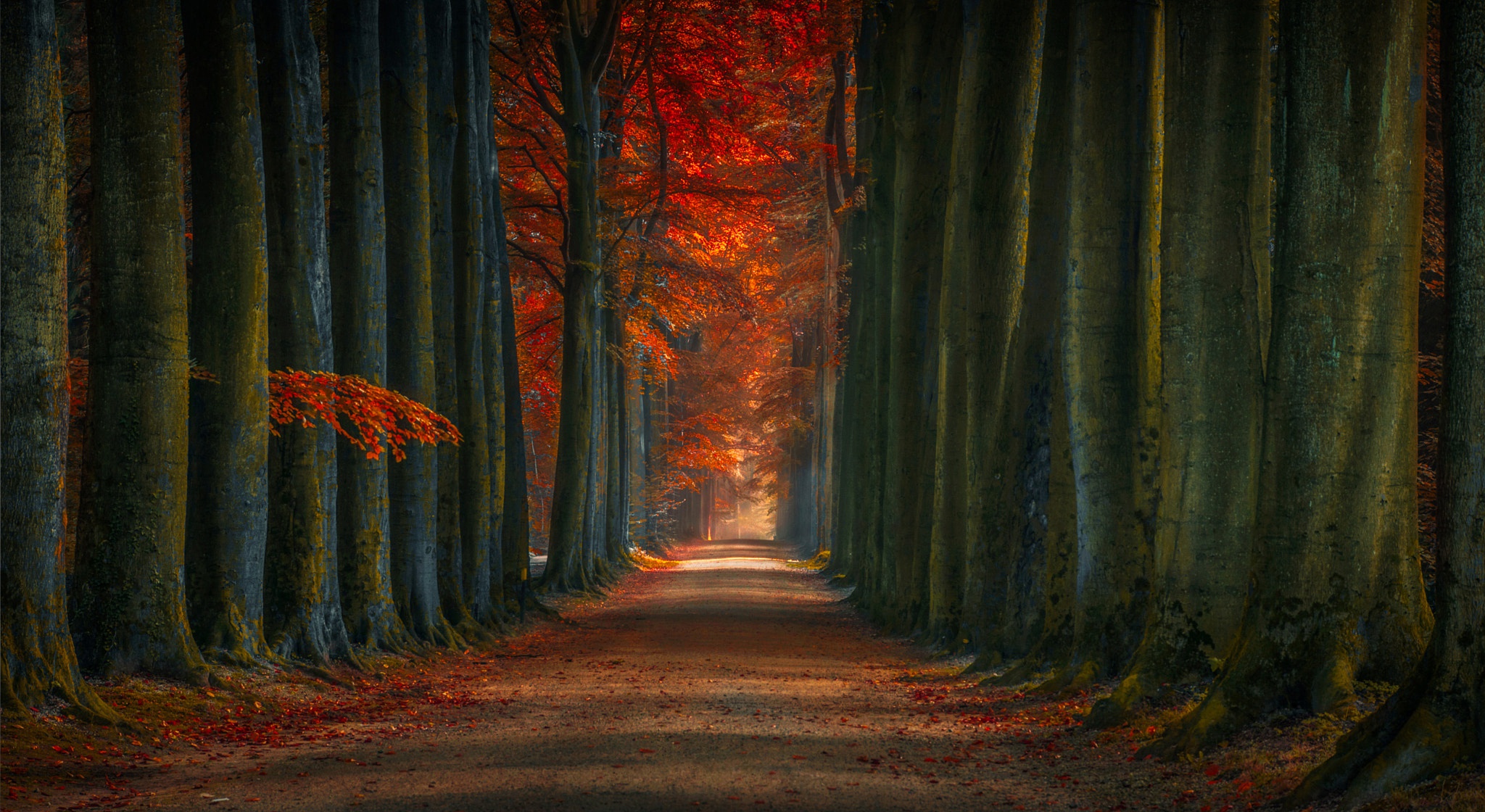 Beautiful Tree-Lined Road Wallpapers