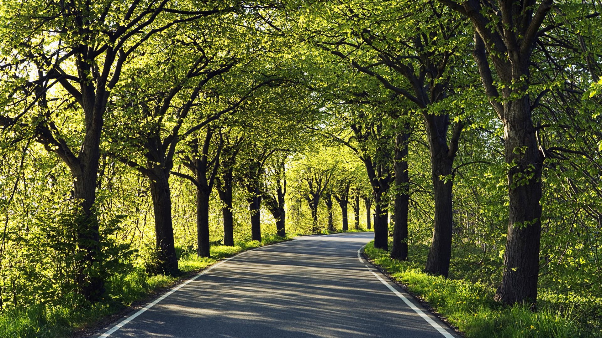 Beautiful Tree-Lined Road Wallpapers