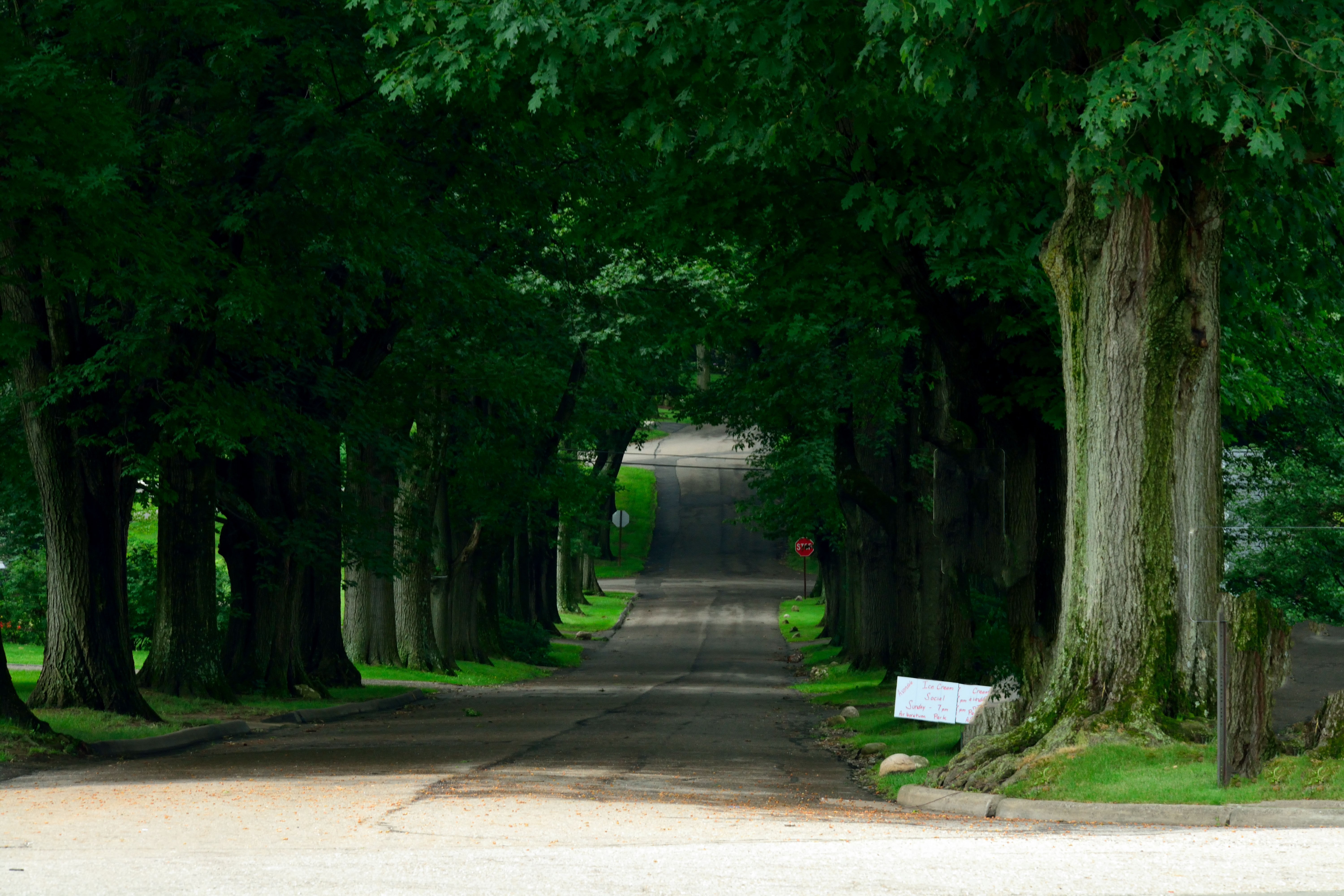 Beautiful Tree-Lined Road Wallpapers