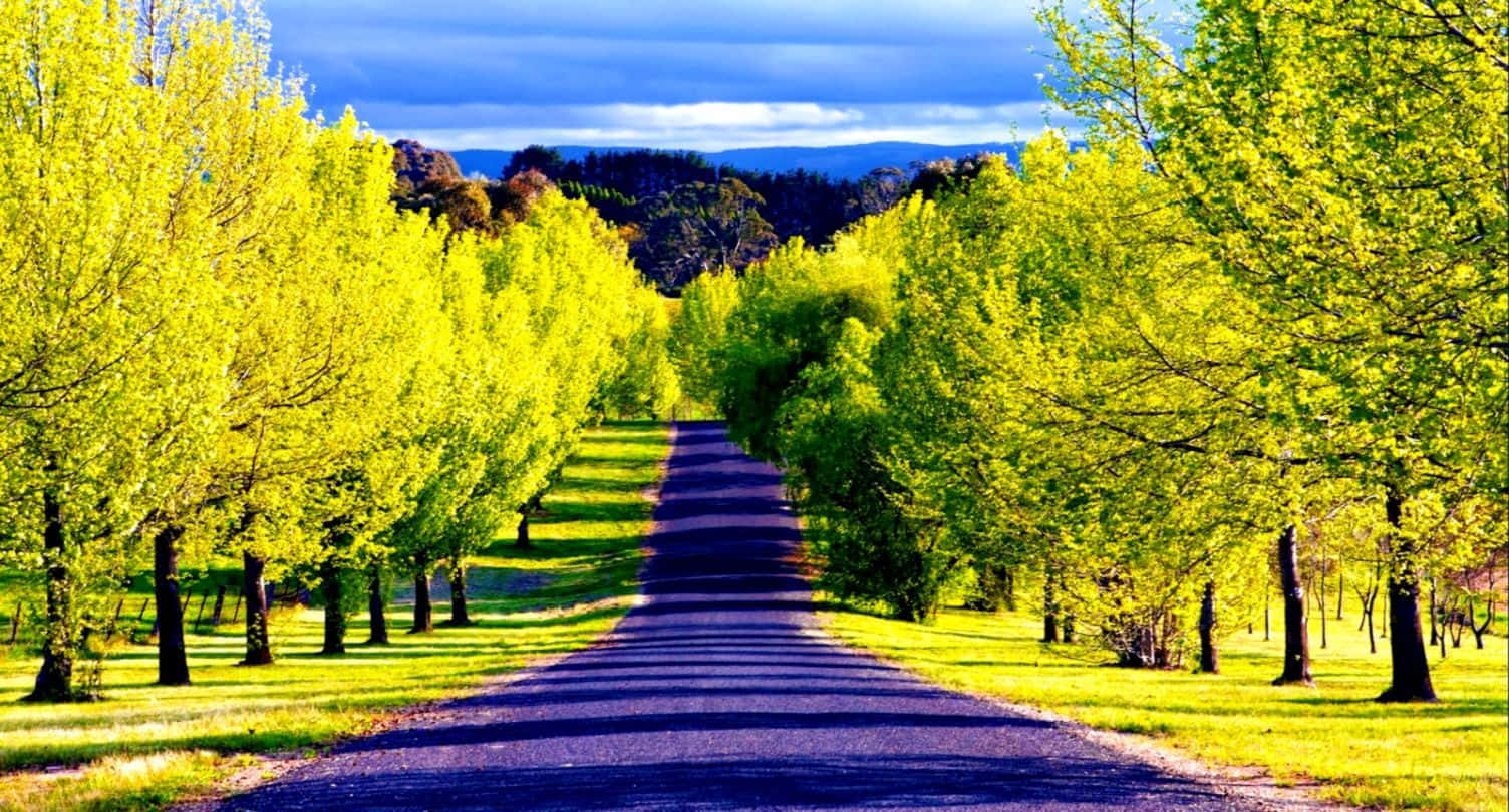 Beautiful Tree-Lined Road Wallpapers