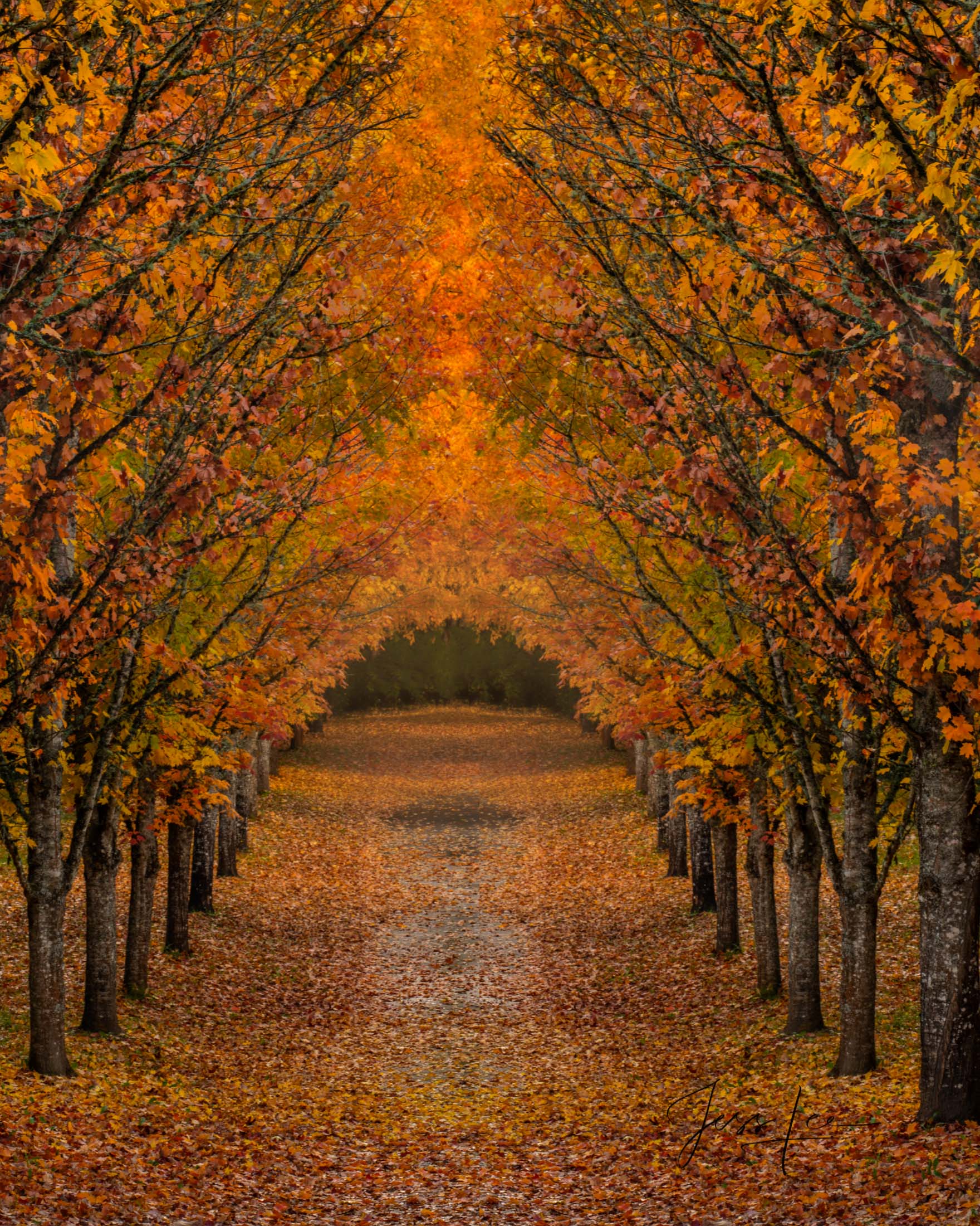 Beautiful Tree-Lined Road Wallpapers