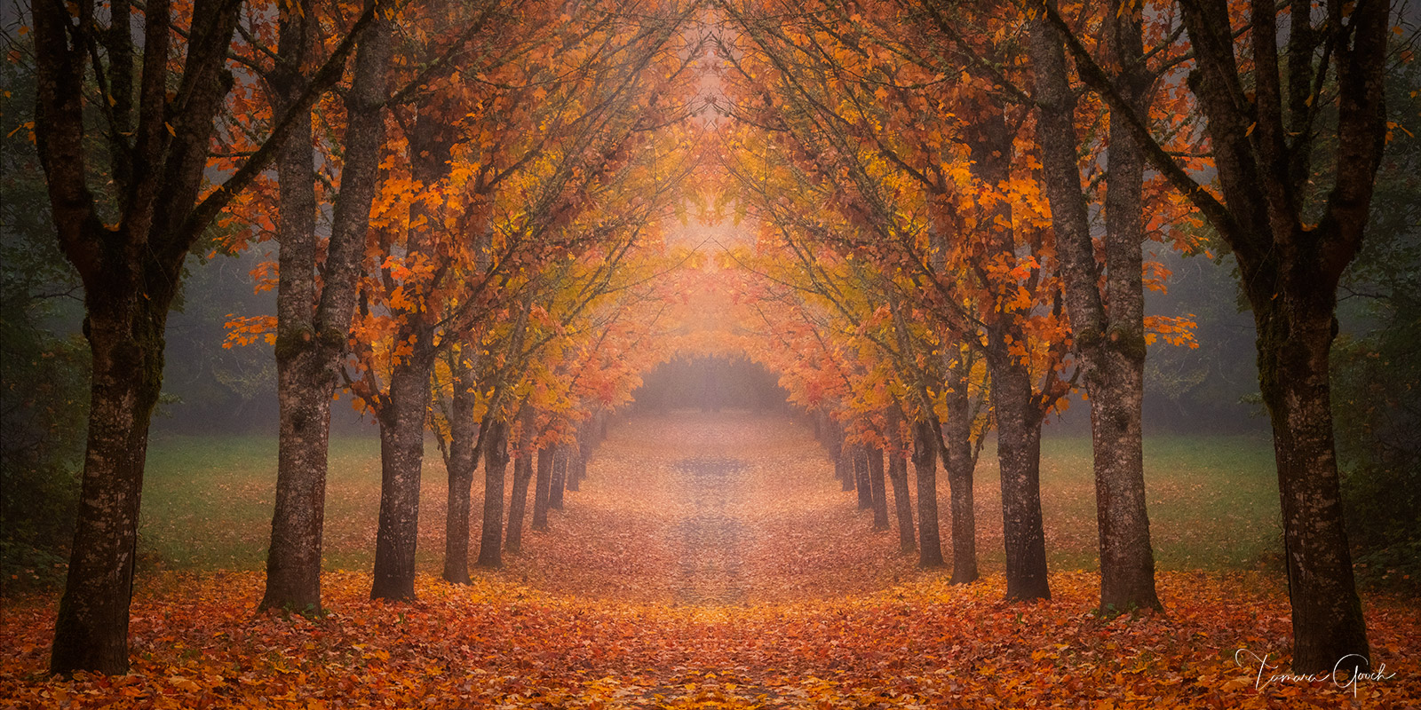 Beautiful Tree-Lined Road Wallpapers