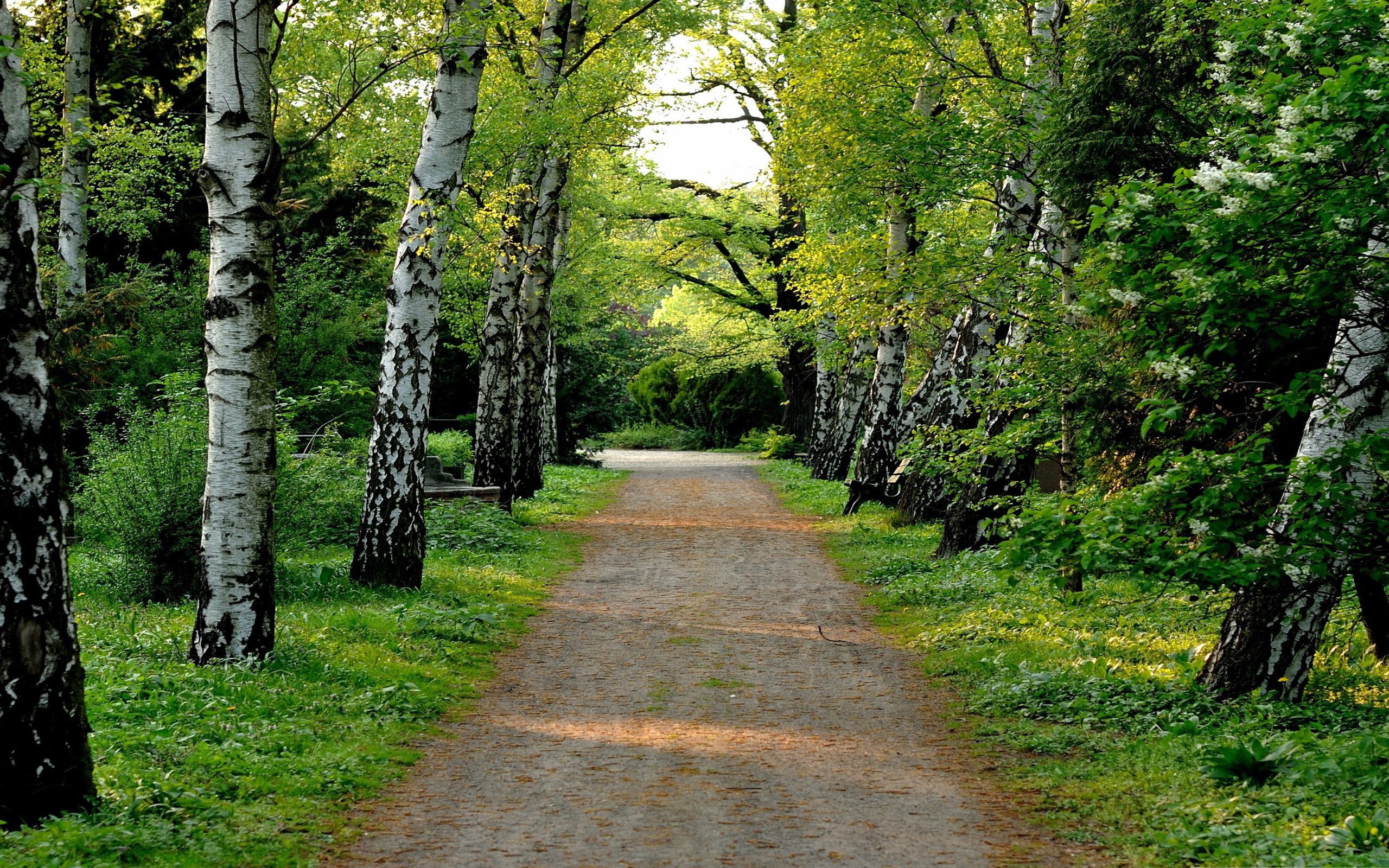 Beautiful Tree-Lined Road Wallpapers