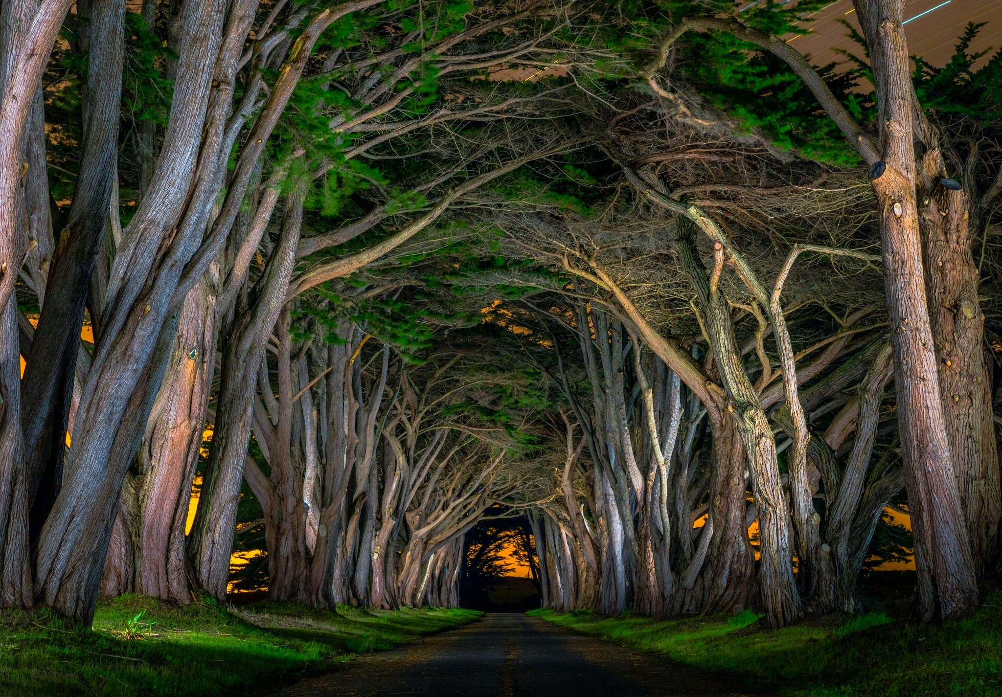 Beautiful Tree-Lined Road Wallpapers