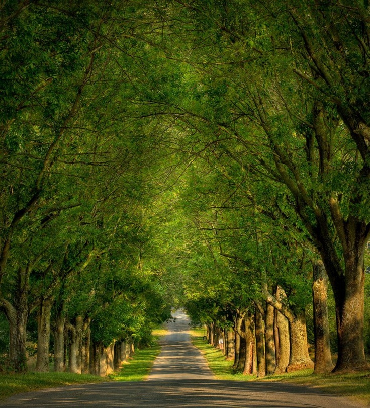 Beautiful Tree-Lined Road Wallpapers