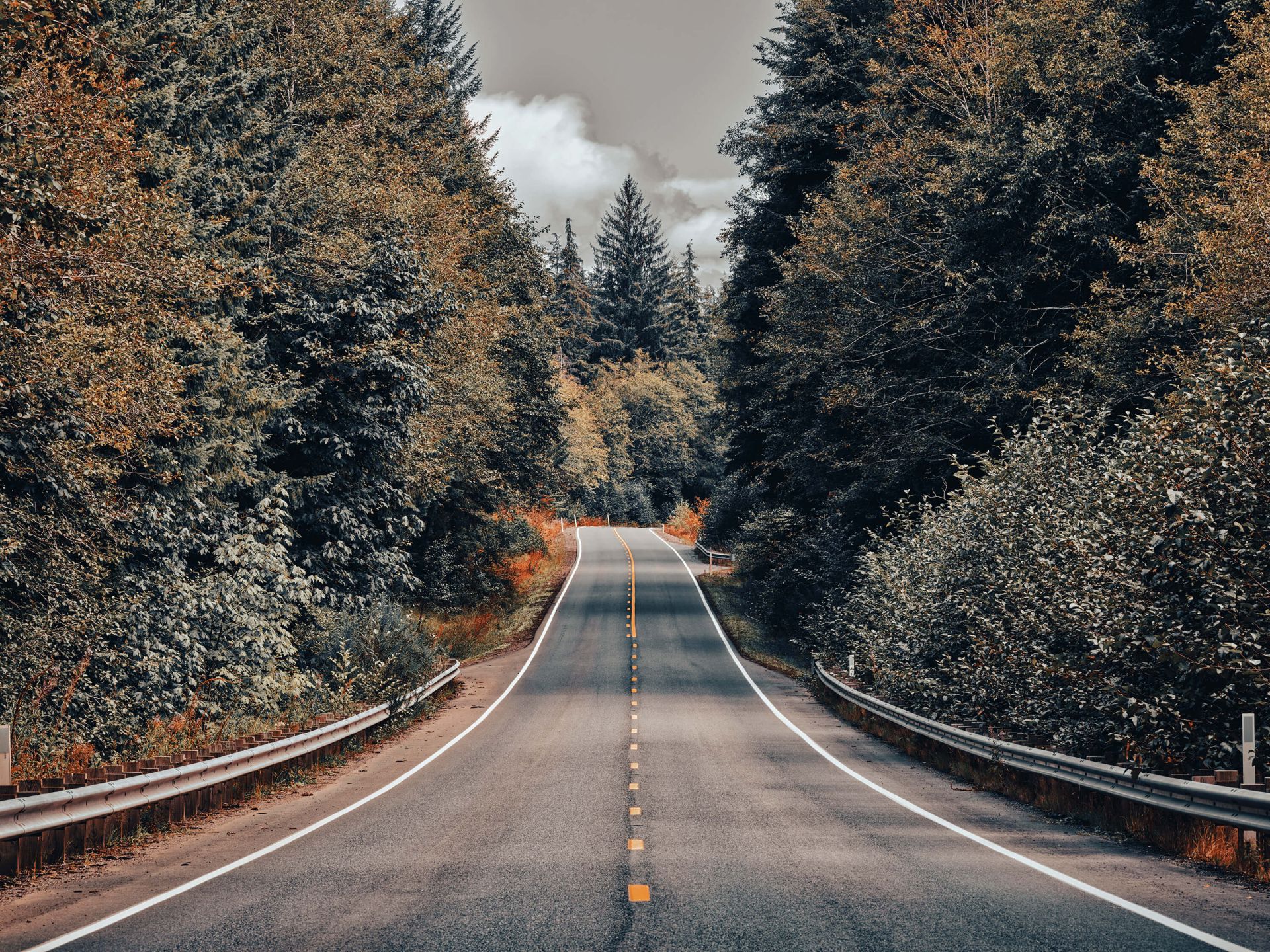 Beautiful Tree-Lined Road Wallpapers