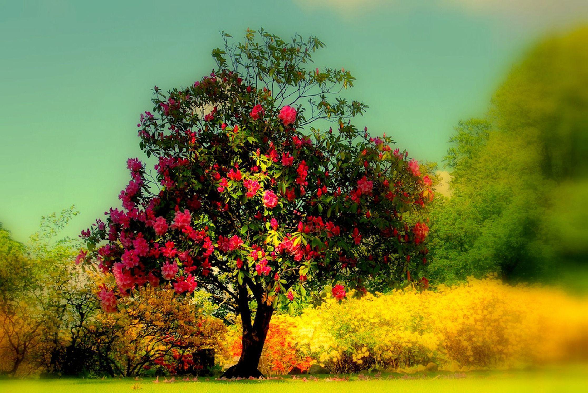 Beautiful Tree Wallpapers