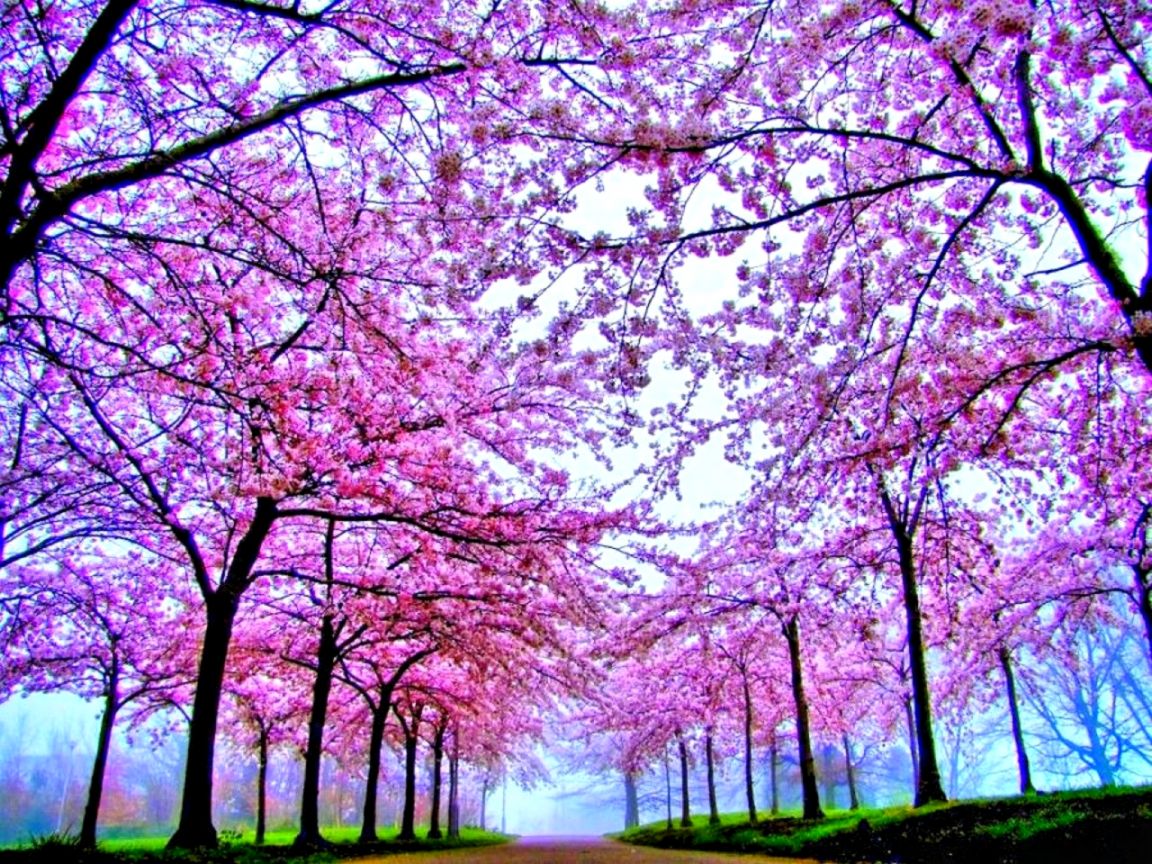 Beautiful Tree Wallpapers