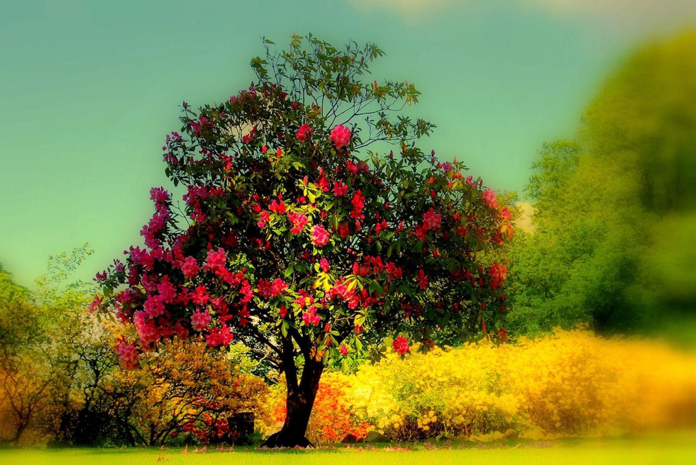 Beautiful Trees Wallpapers